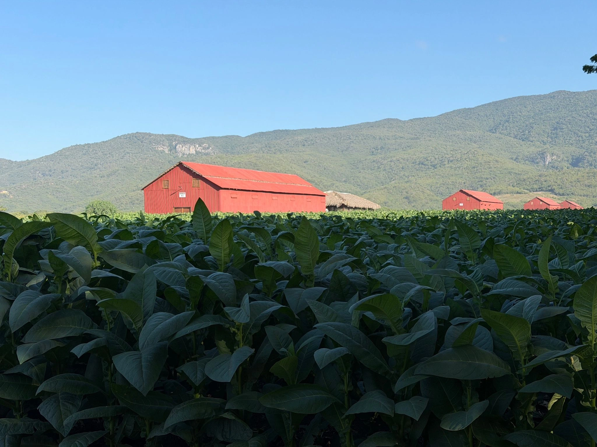 Davidoff Plantation Visit in Villa Clara | ProCigar 2026