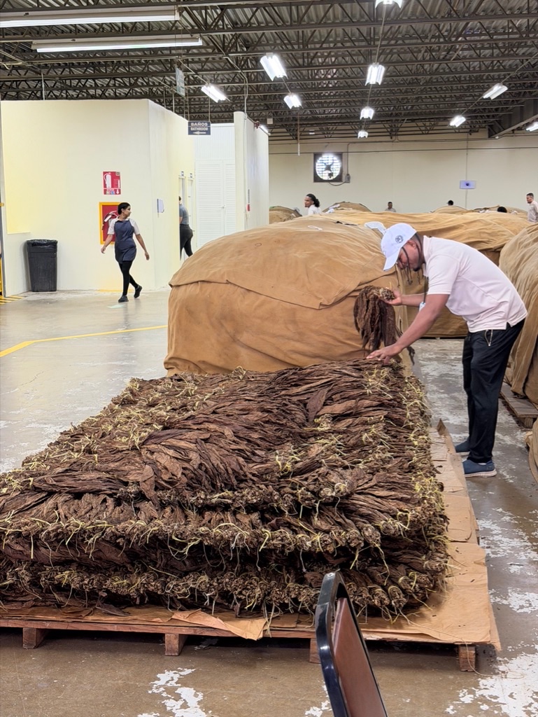 Davidoff Plantation Visit in Villa Clara | ProCigar 2026 - Image 33