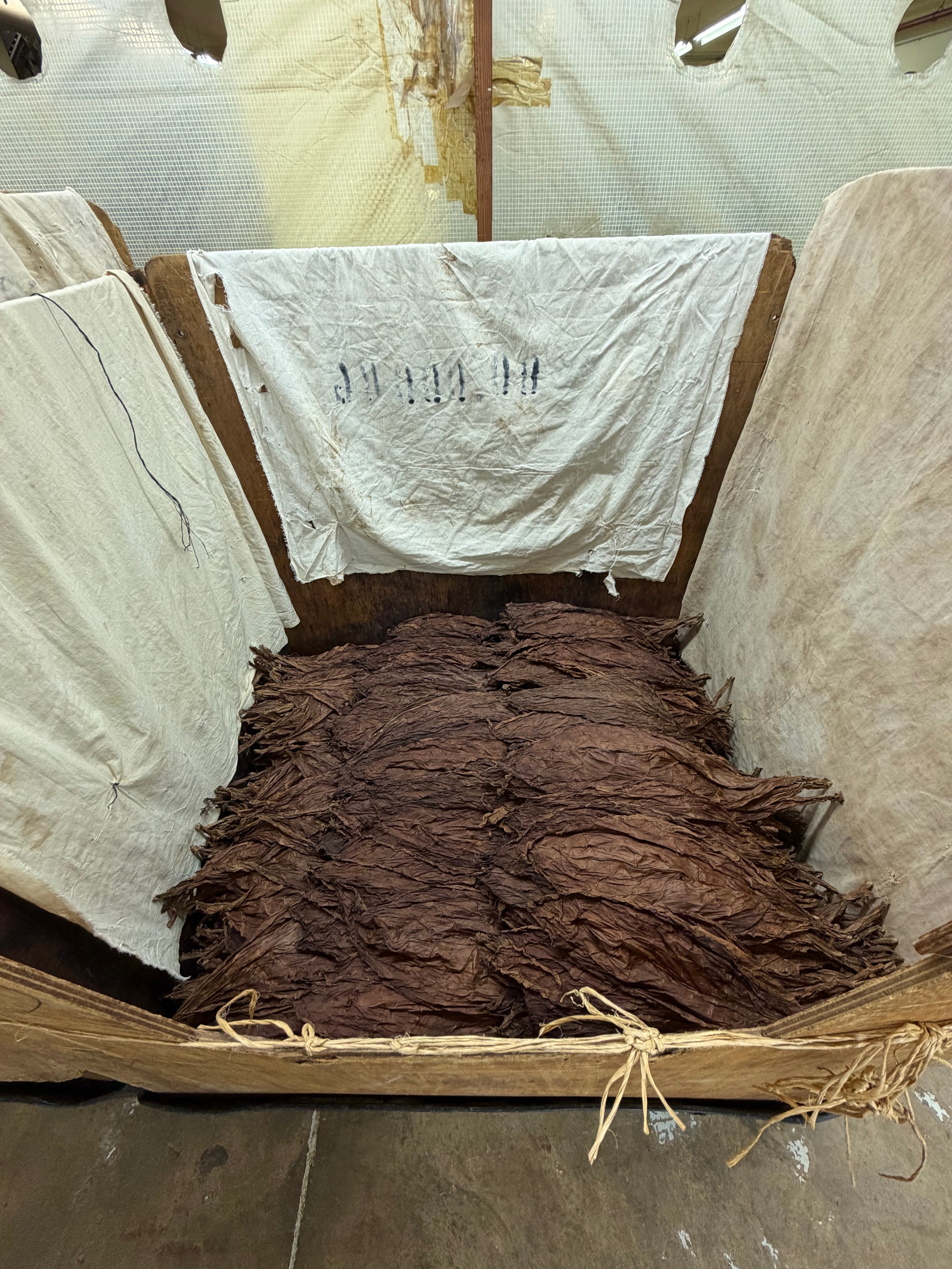 Davidoff Plantation Visit in Villa Clara | ProCigar 2026 - Image 3