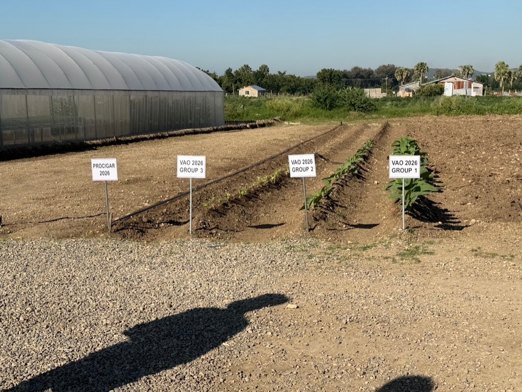 Davidoff Plantation Visit in Villa Clara | ProCigar 2026 - Image 28