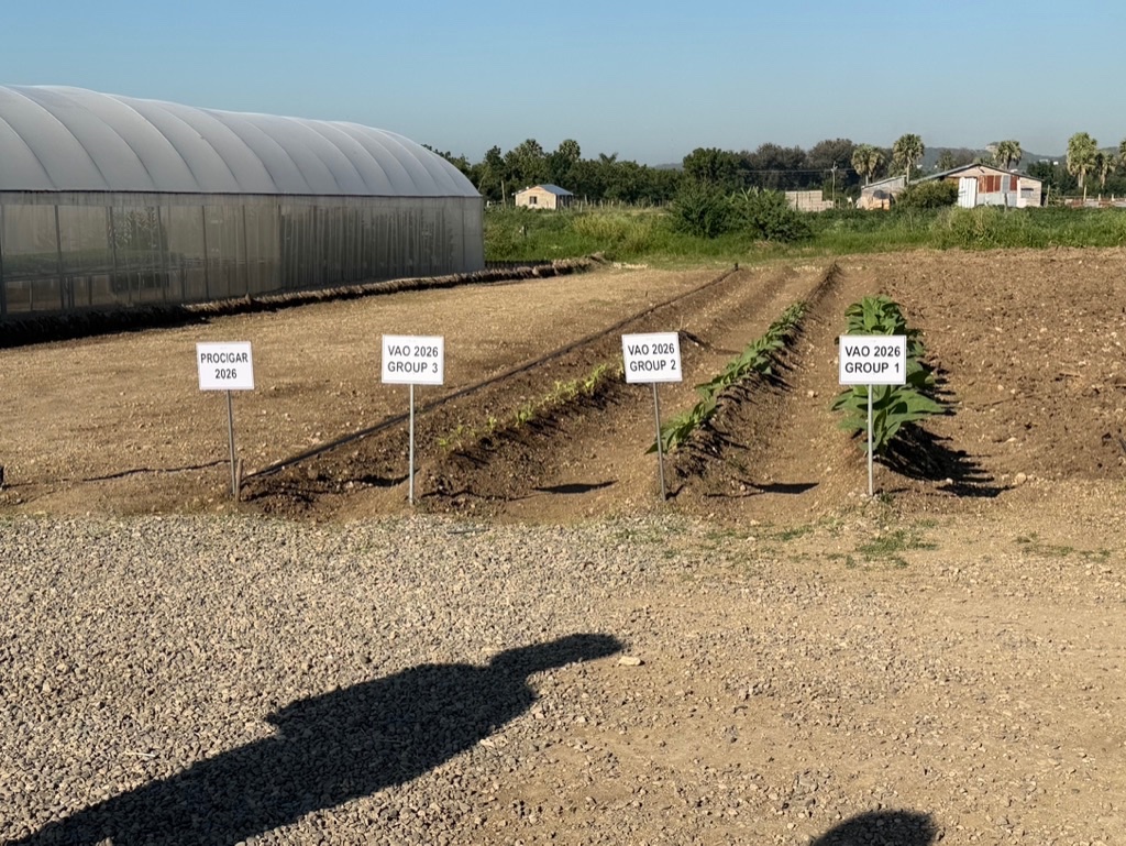 Davidoff Plantation Visit in Villa Clara | ProCigar 2026 - Image 28