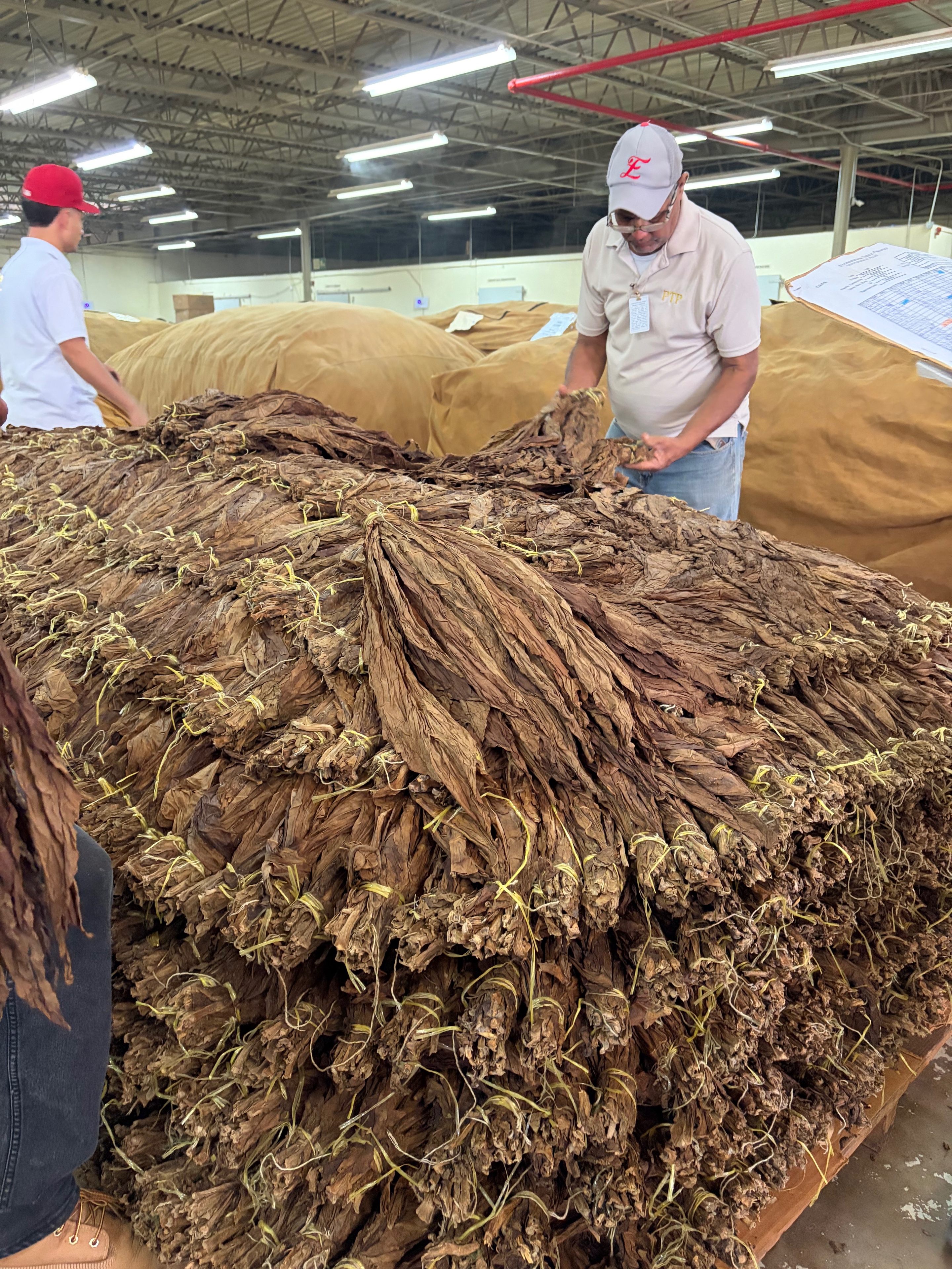 Davidoff Plantation Visit in Villa Clara | ProCigar 2026 - Image 38