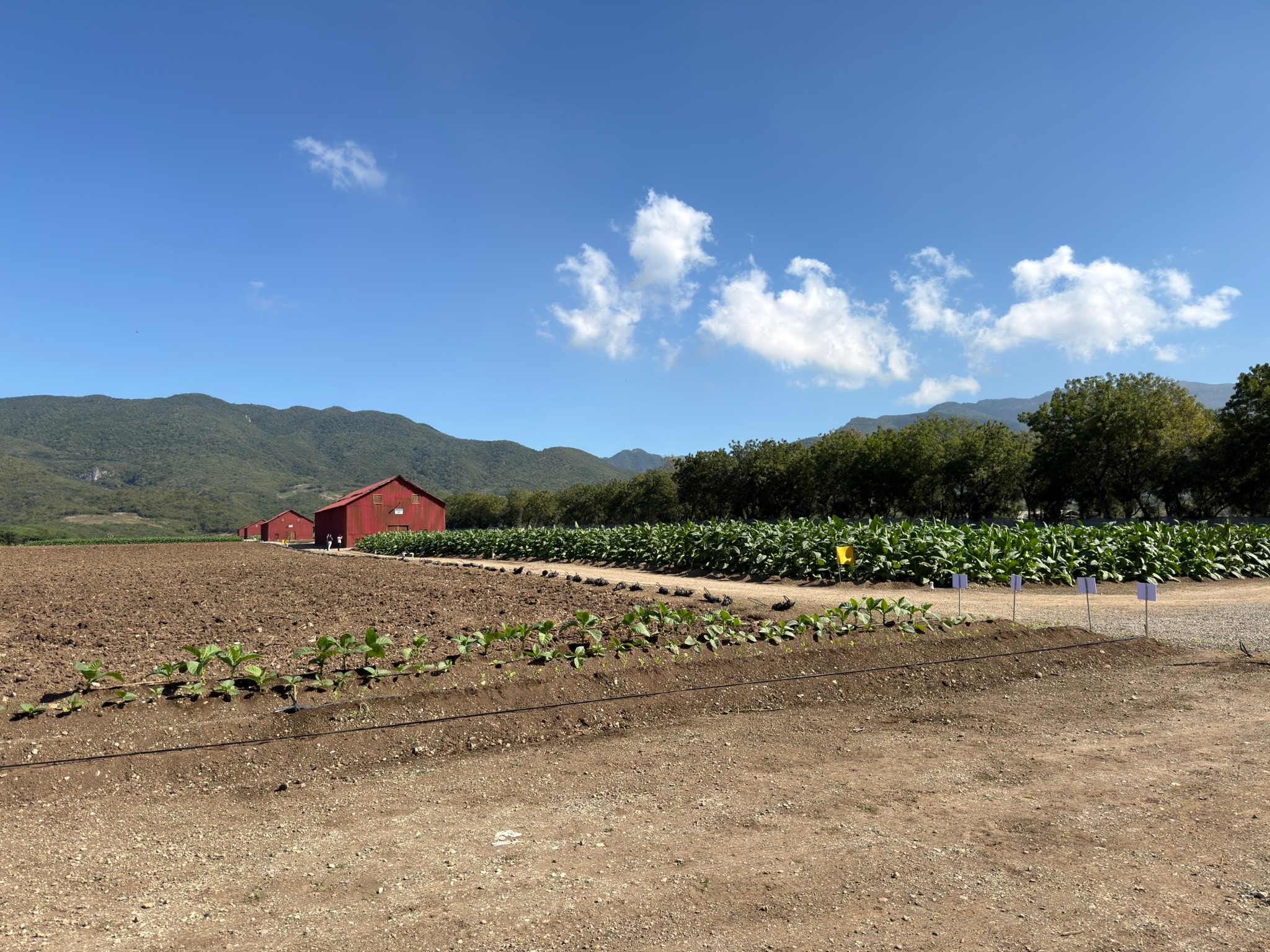 Davidoff Plantation Visit in Villa Clara | ProCigar 2026 - Image 4