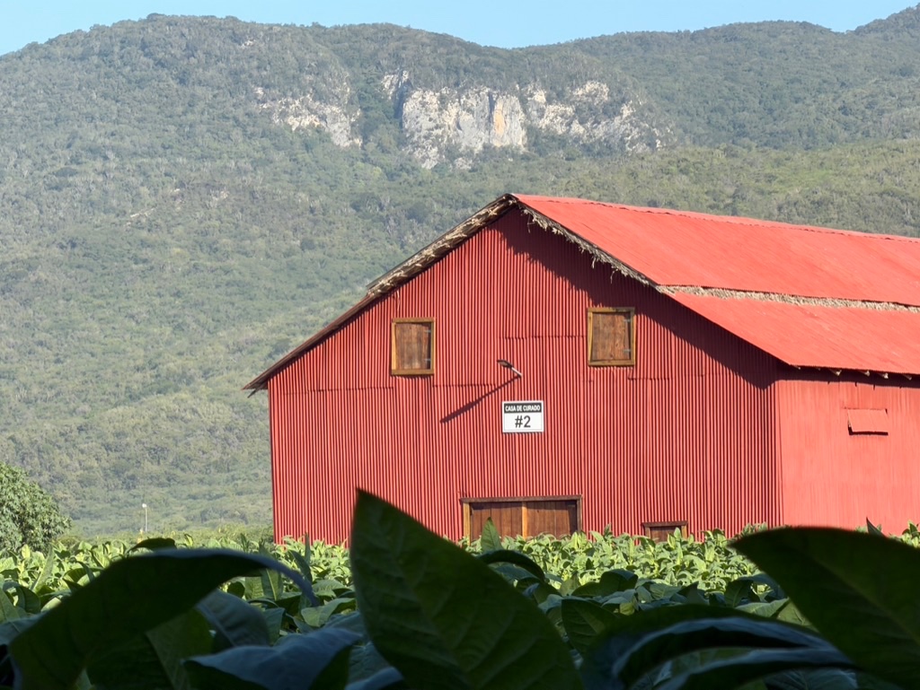 Davidoff Plantation Visit in Villa Clara | ProCigar 2026 - Image 5