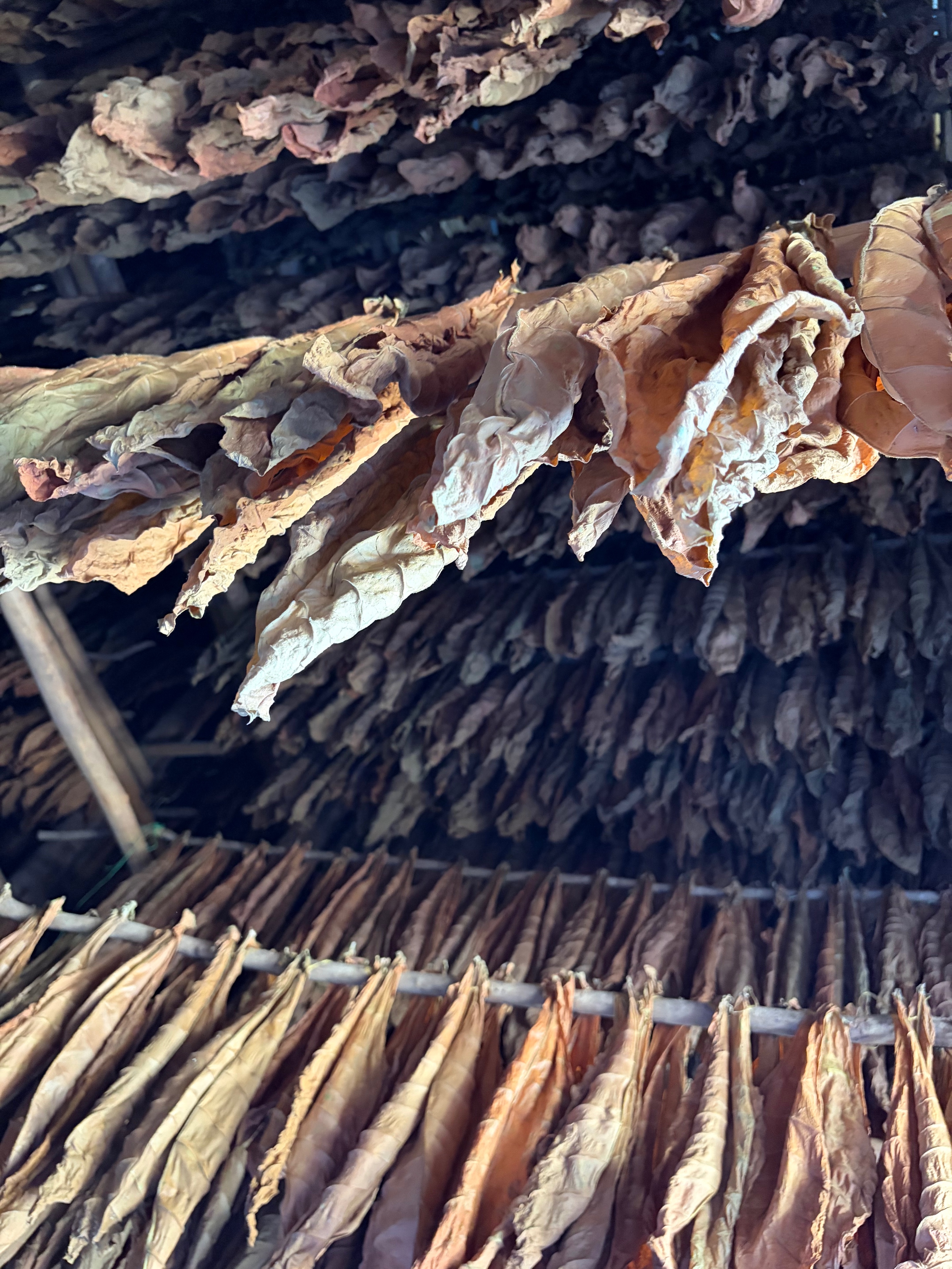 Davidoff Plantation Visit in Villa Clara | ProCigar 2026 - Image 20