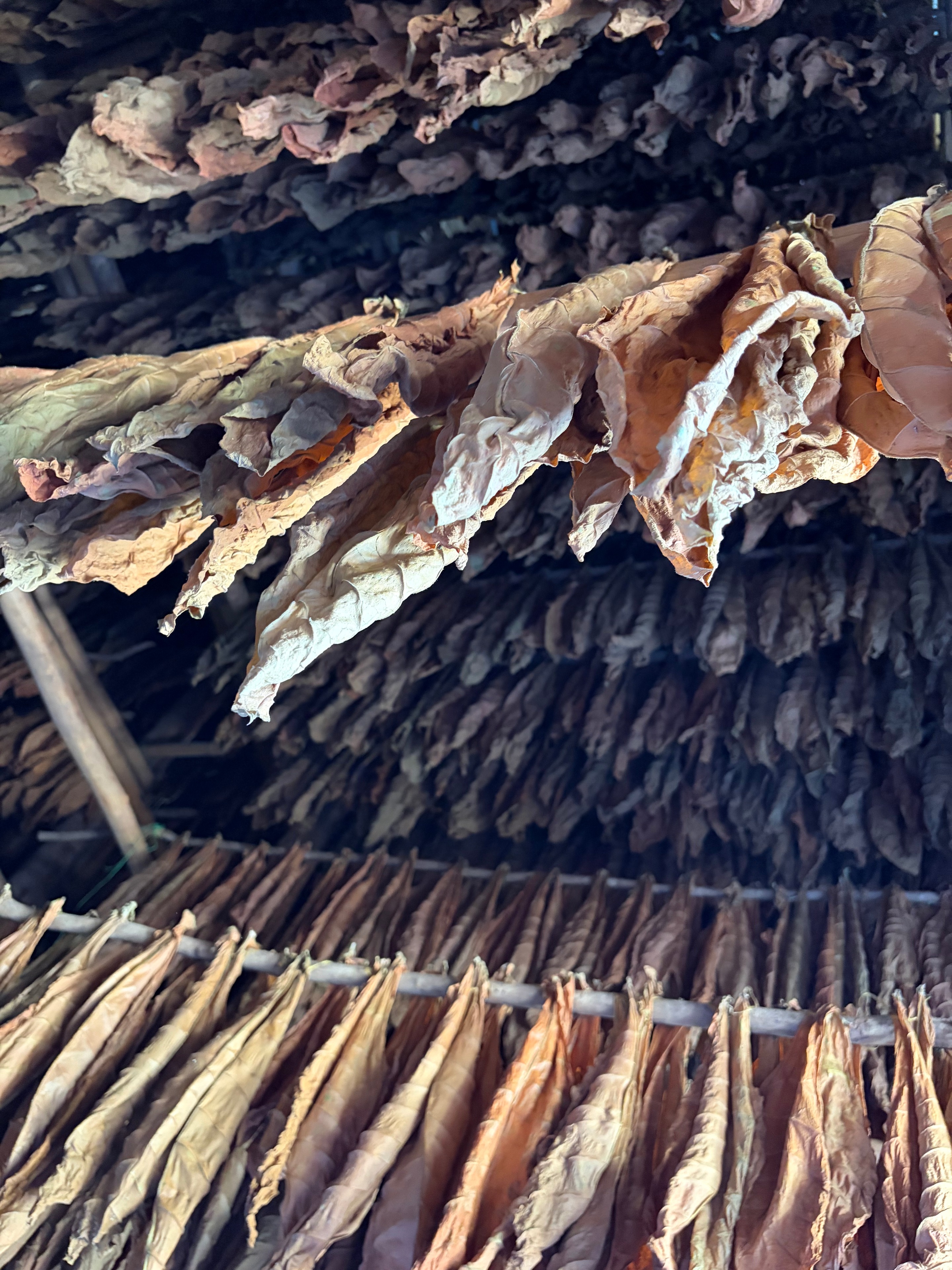 Davidoff Plantation Visit in Villa Clara | ProCigar 2026 - Image 21