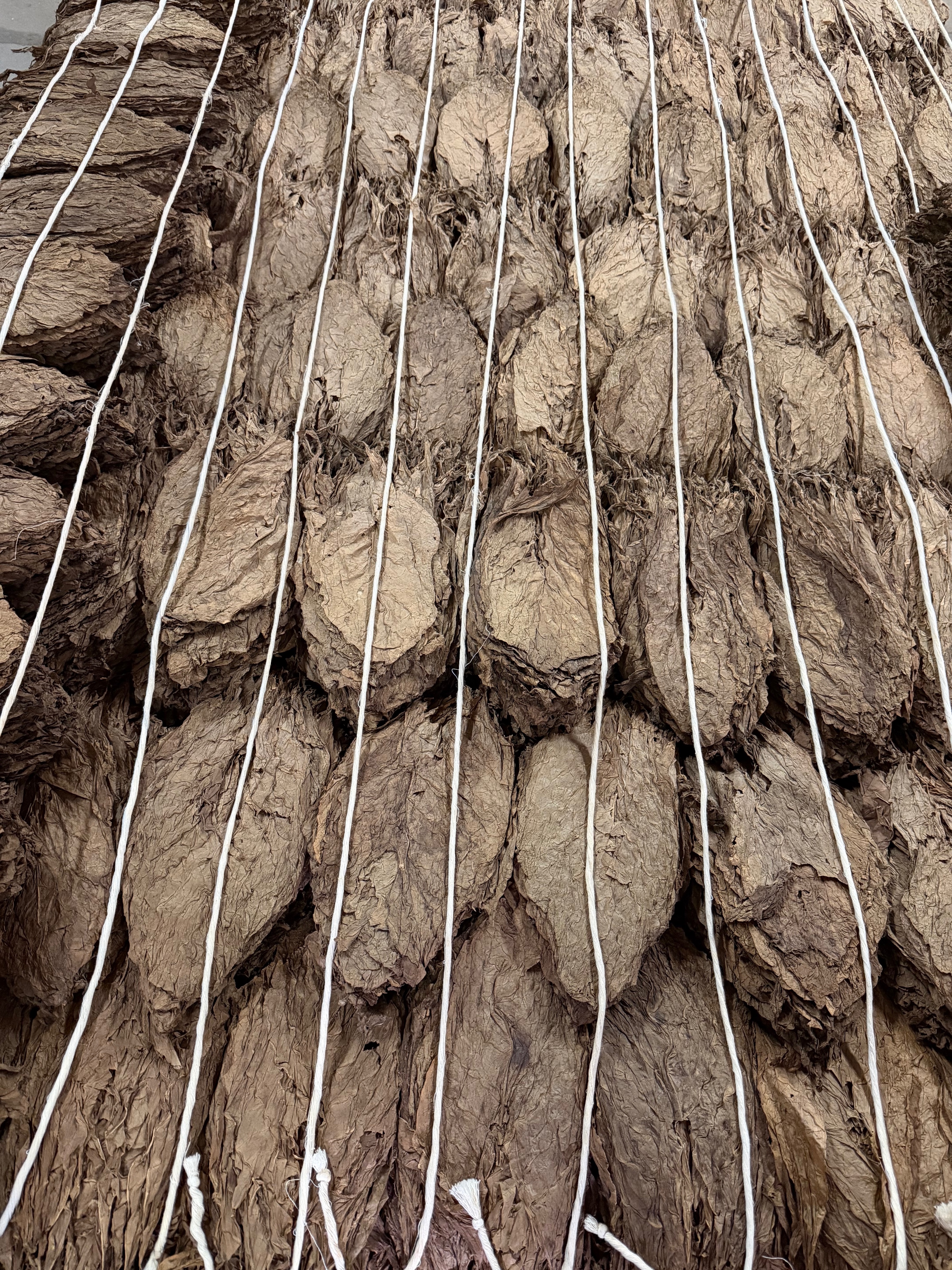 Davidoff Plantation Visit in Villa Clara | ProCigar 2026 - Image 45