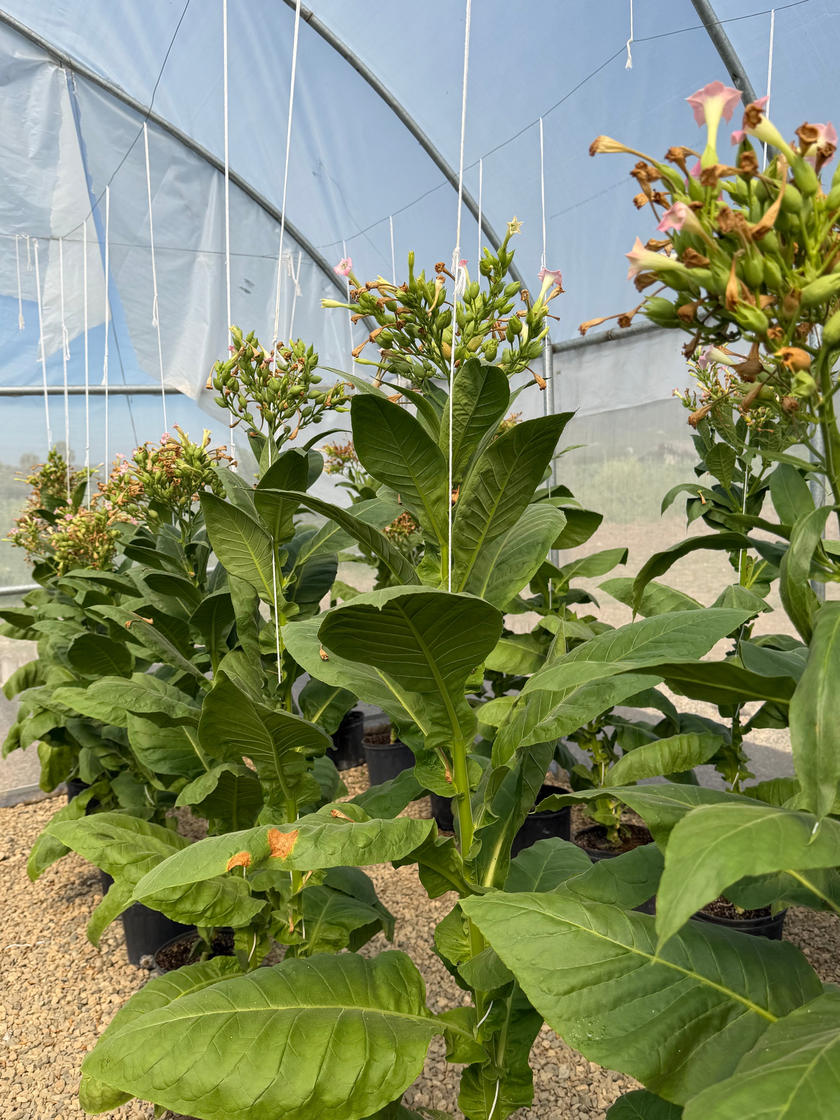 Davidoff Plantation Visit in Villa Clara | ProCigar 2026 - Image 46