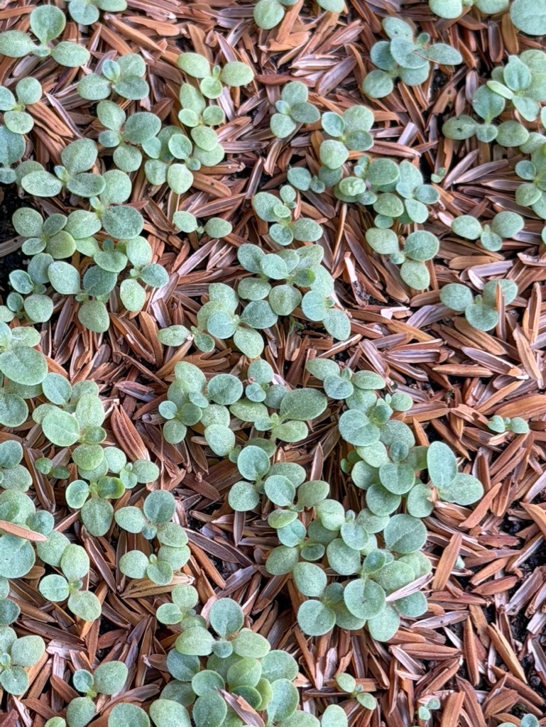 Davidoff Plantation Visit in Villa Clara | ProCigar 2026 - Image 9