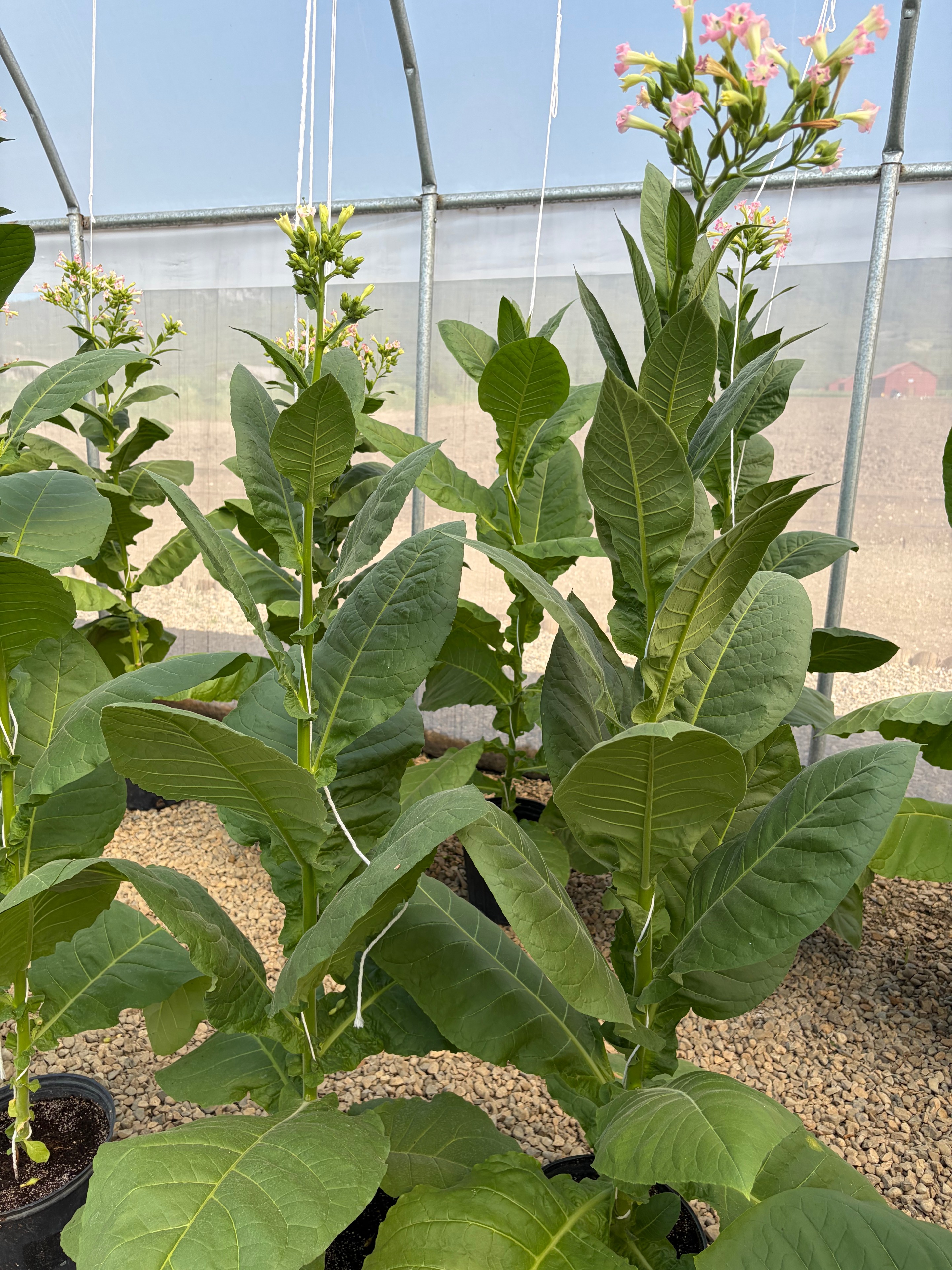 Davidoff Plantation Visit in Villa Clara | ProCigar 2026 - Image 42