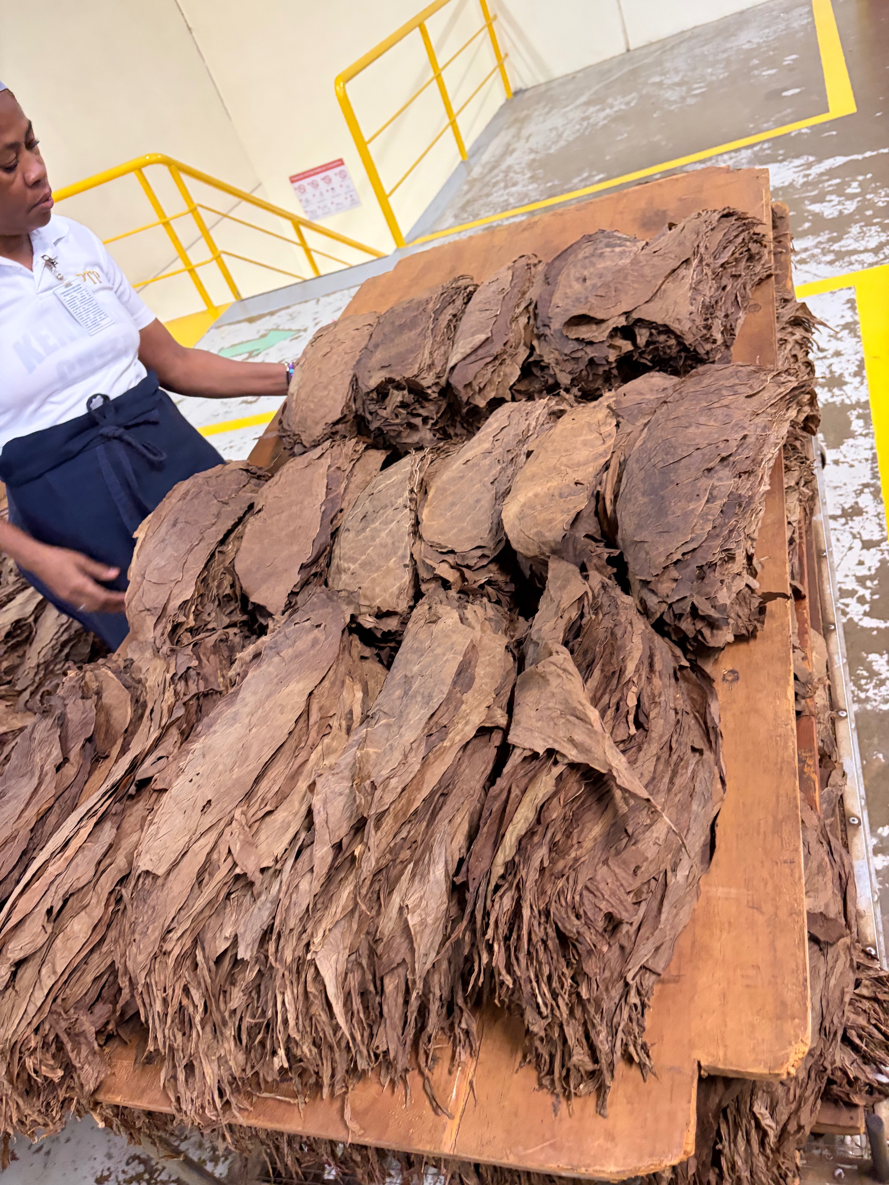 Davidoff Plantation Visit in Villa Clara | ProCigar 2026 - Image 12