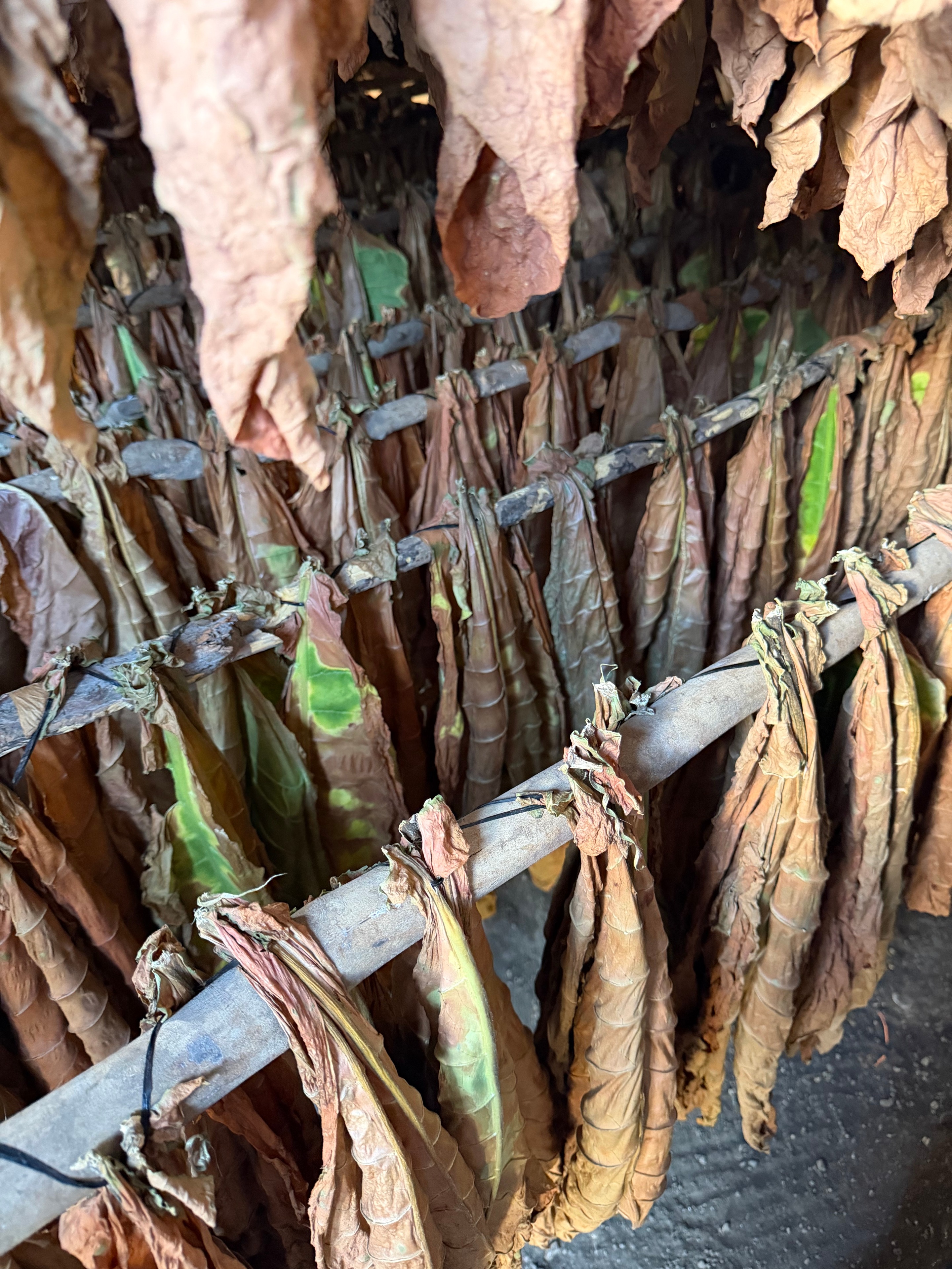 Davidoff Plantation Visit in Villa Clara | ProCigar 2026 - Image 39