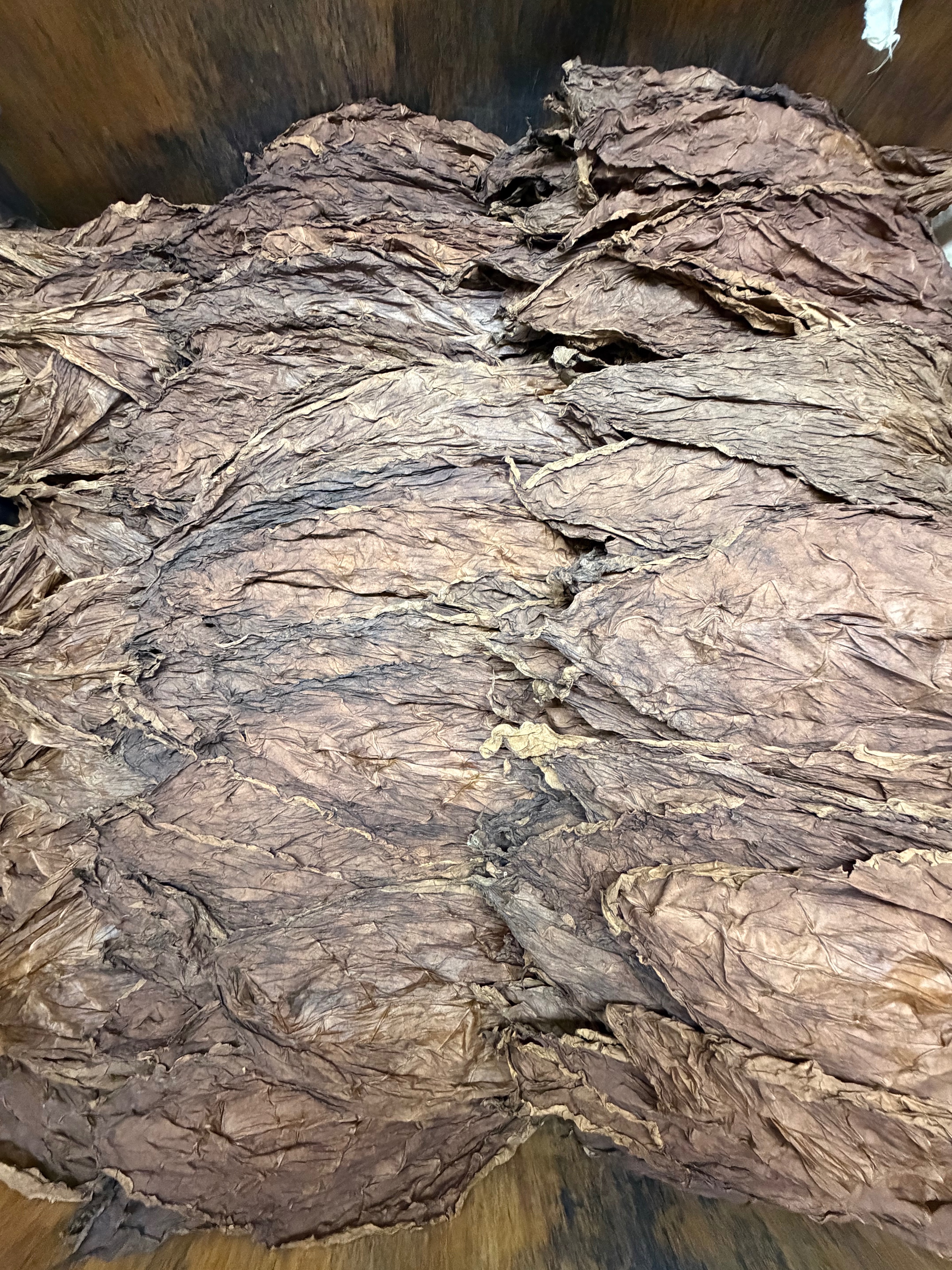 Davidoff Plantation Visit in Villa Clara | ProCigar 2026 - Image 51