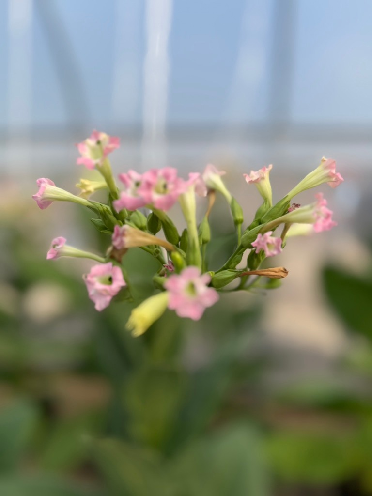 Davidoff Plantation Visit in Villa Clara | ProCigar 2026 - Image 52