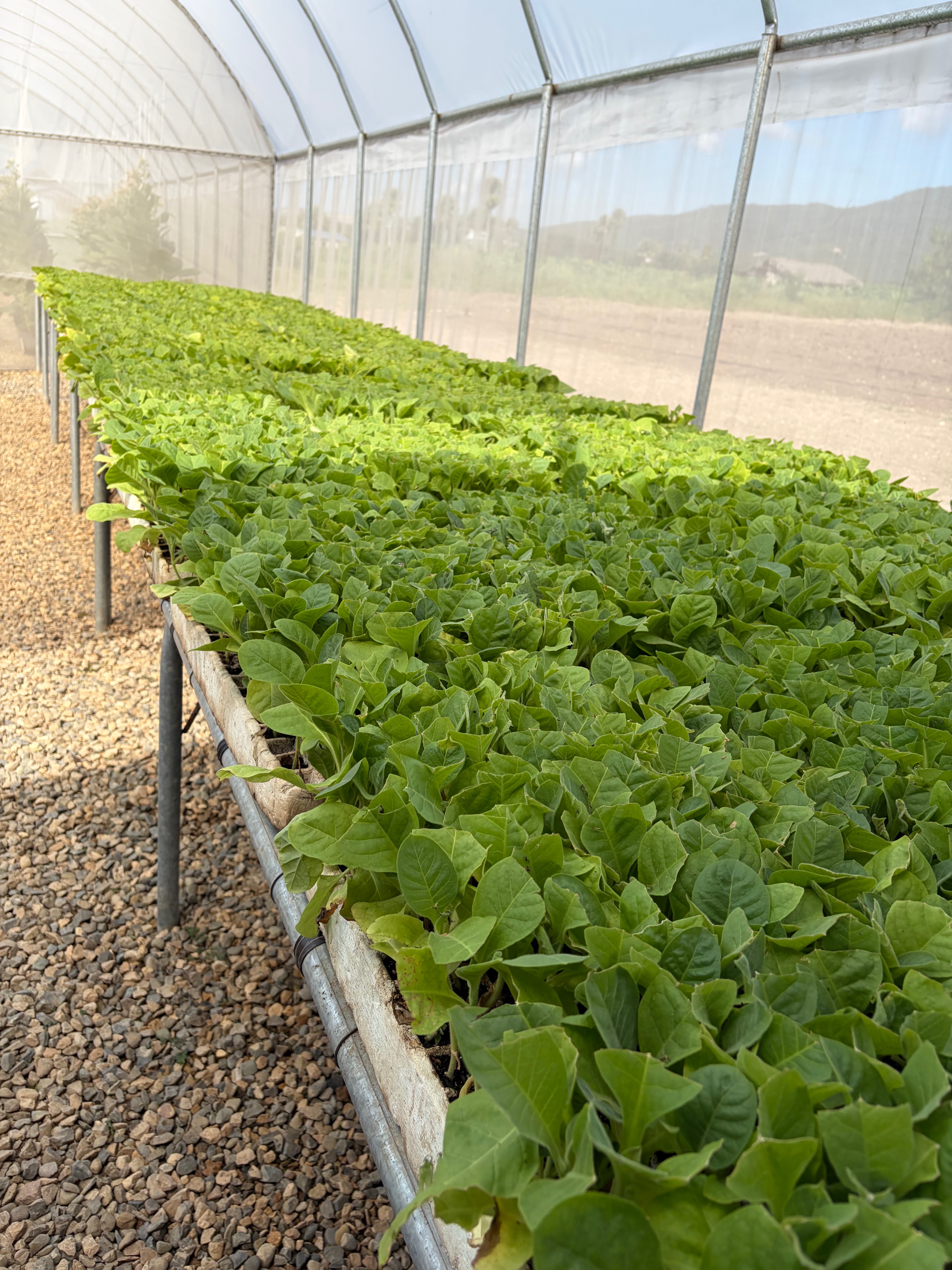 Davidoff Plantation Visit in Villa Clara | ProCigar 2026 - Image 13