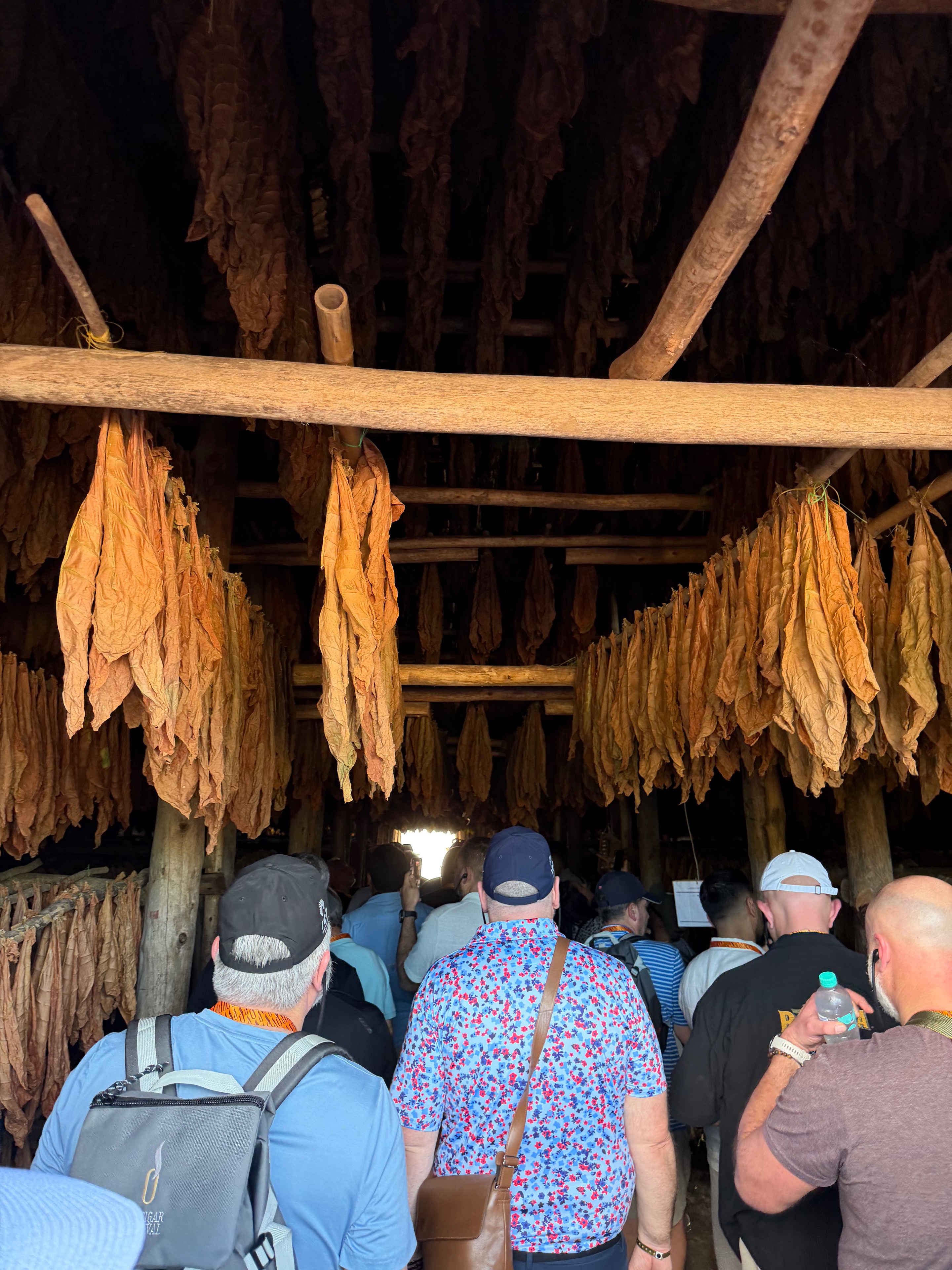 Davidoff Plantation Visit in Villa Clara | ProCigar 2026 - Image 14