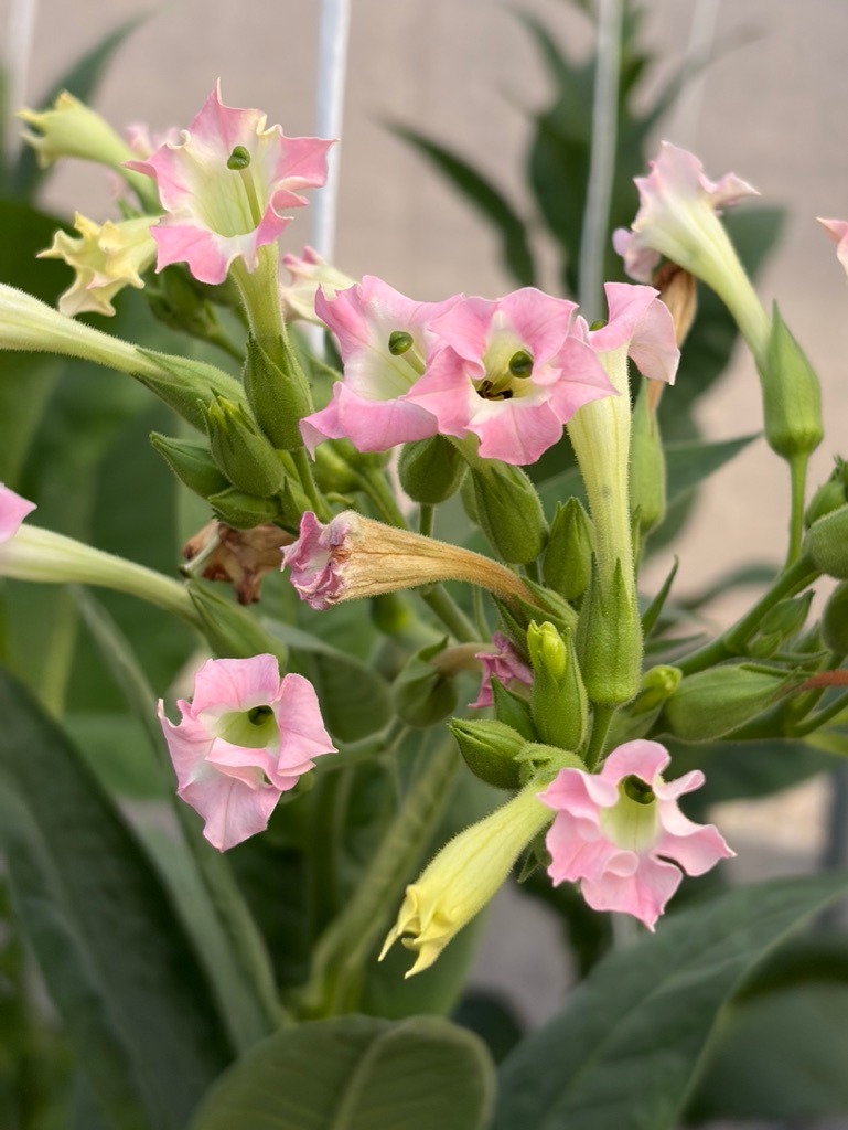 Davidoff Plantation Visit in Villa Clara | ProCigar 2026 - Image 47