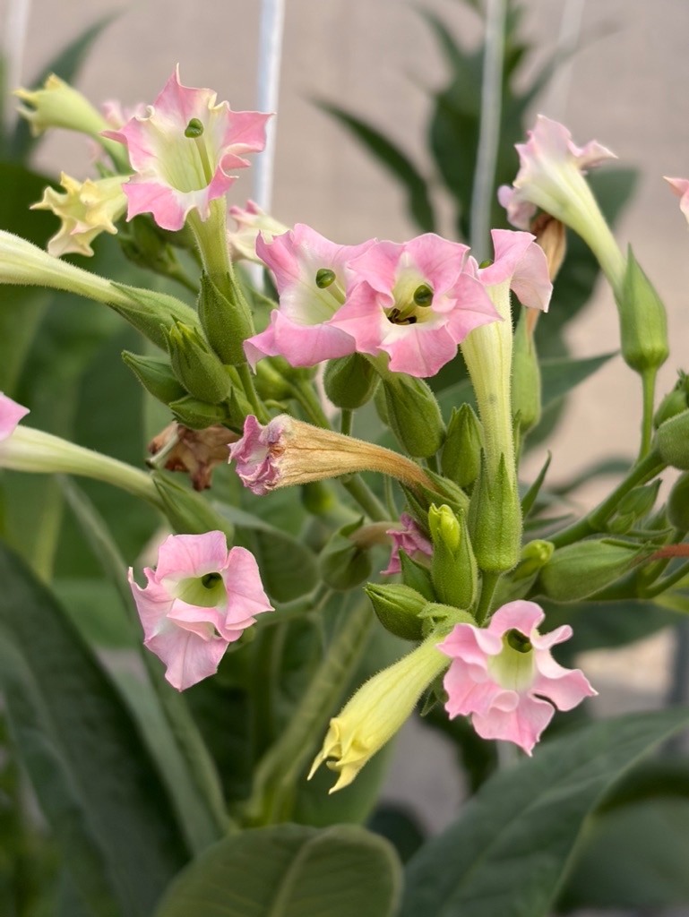 Davidoff Plantation Visit in Villa Clara | ProCigar 2026 - Image 47