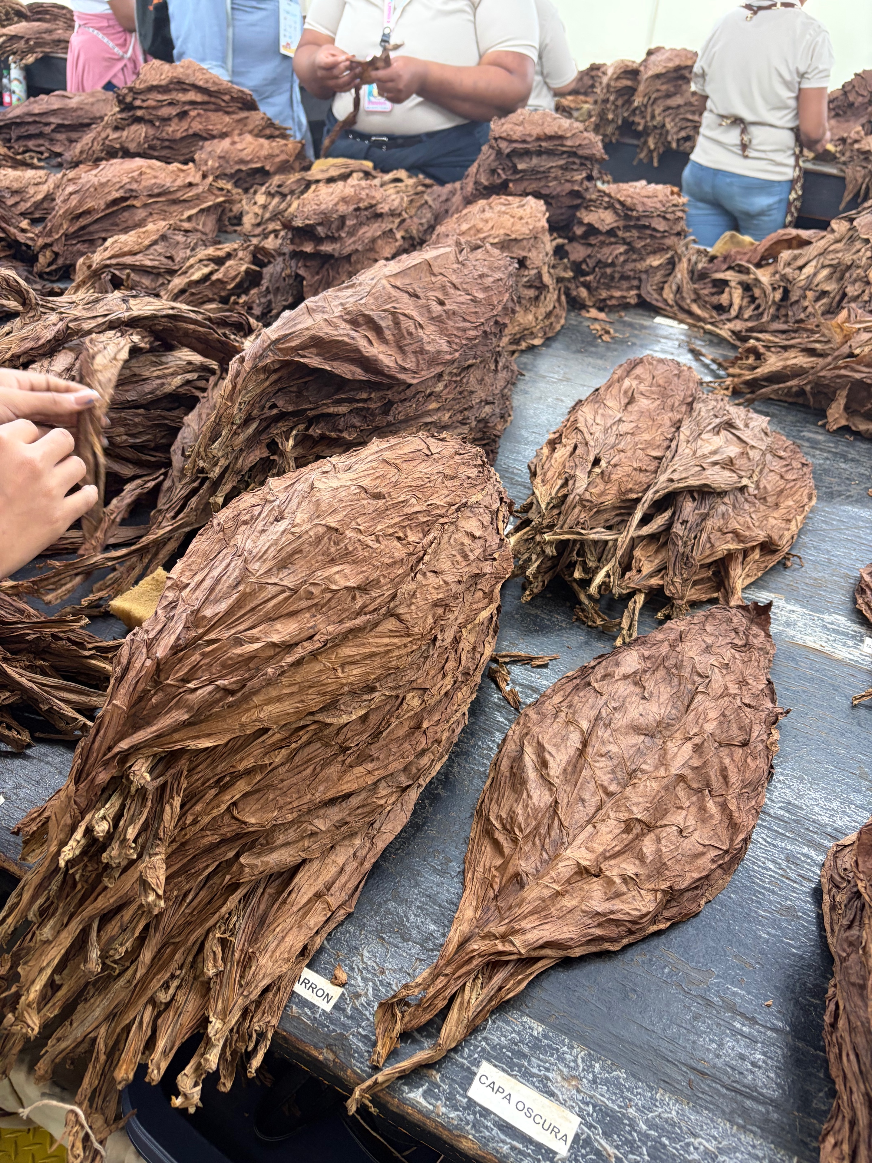 Davidoff Plantation Visit in Villa Clara | ProCigar 2026 - Image 22