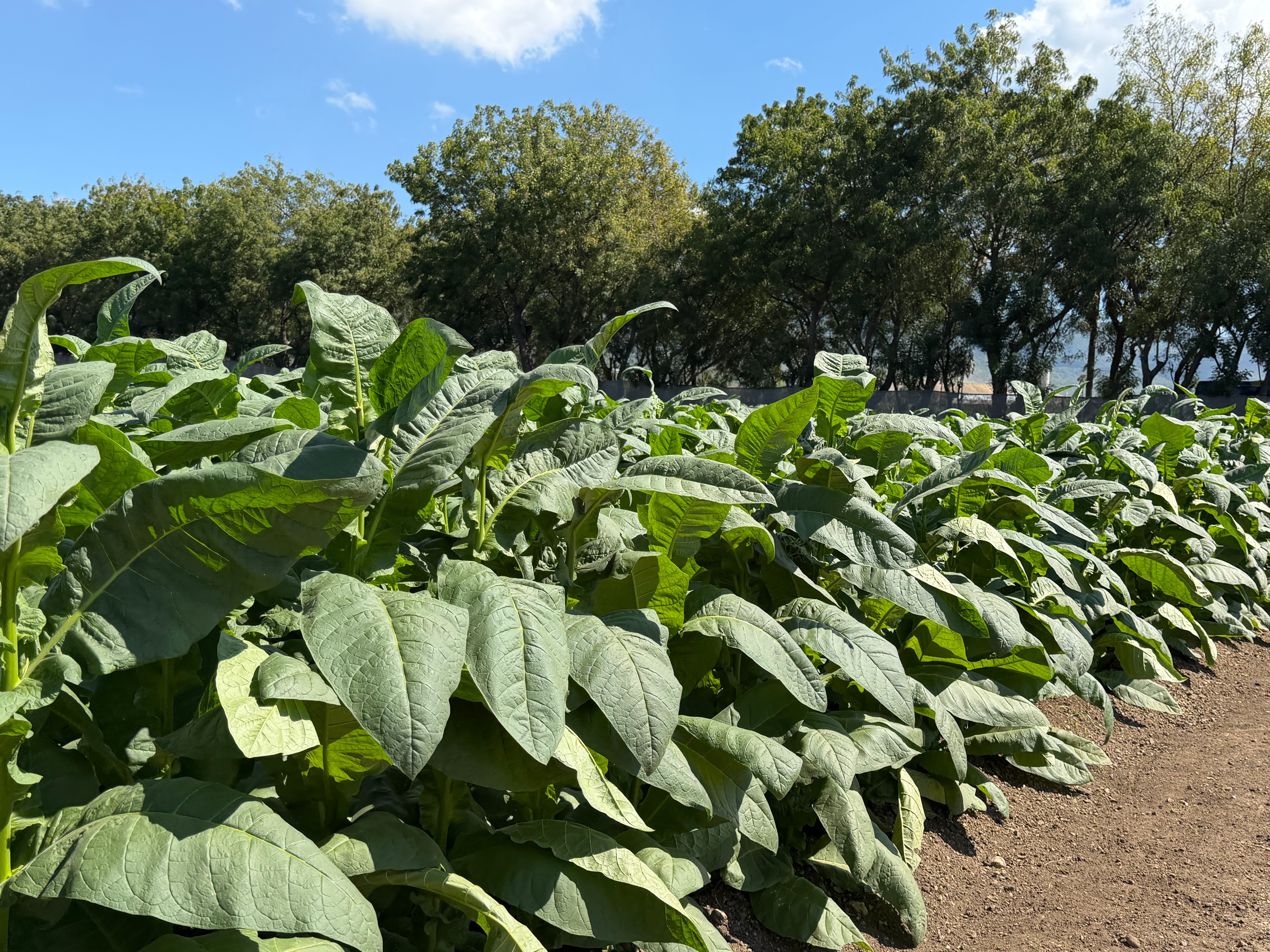 Davidoff Plantation Visit in Villa Clara | ProCigar 2026 - Image 25