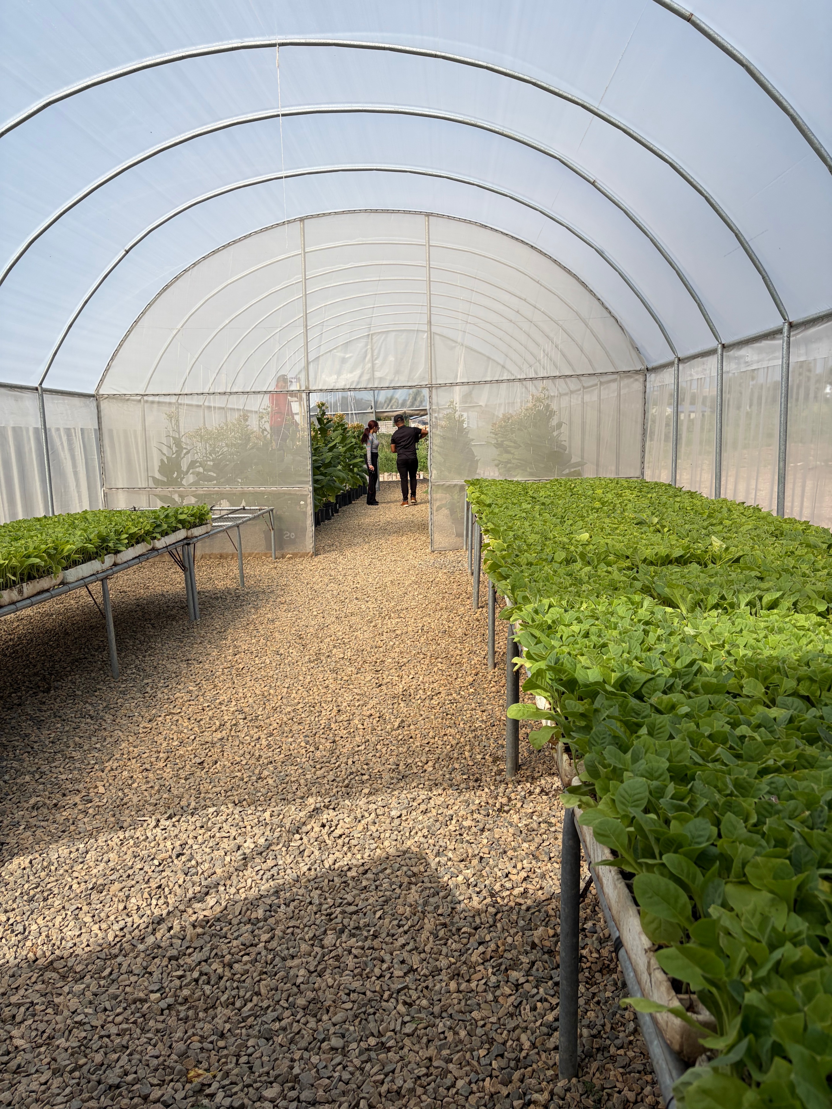 Davidoff Plantation Visit in Villa Clara | ProCigar 2026 - Image 32