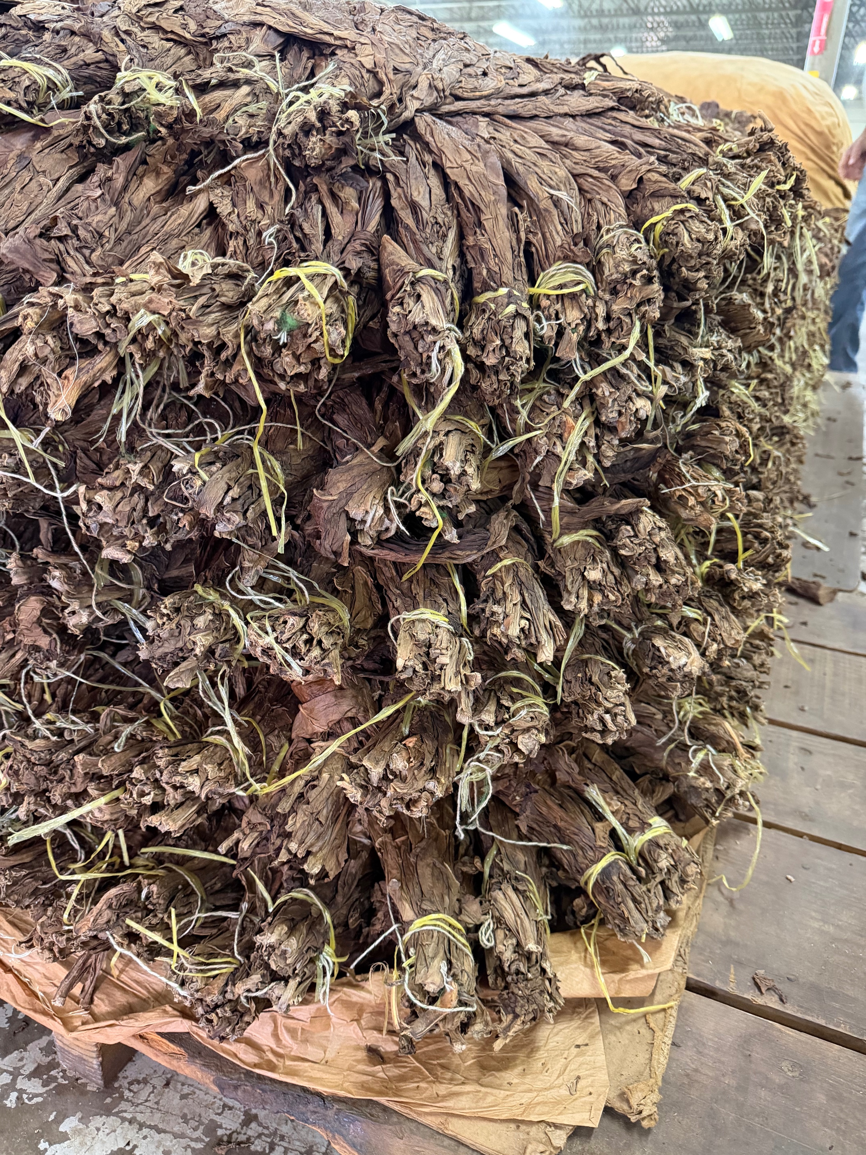 Davidoff Plantation Visit in Villa Clara | ProCigar 2026 - Image 50