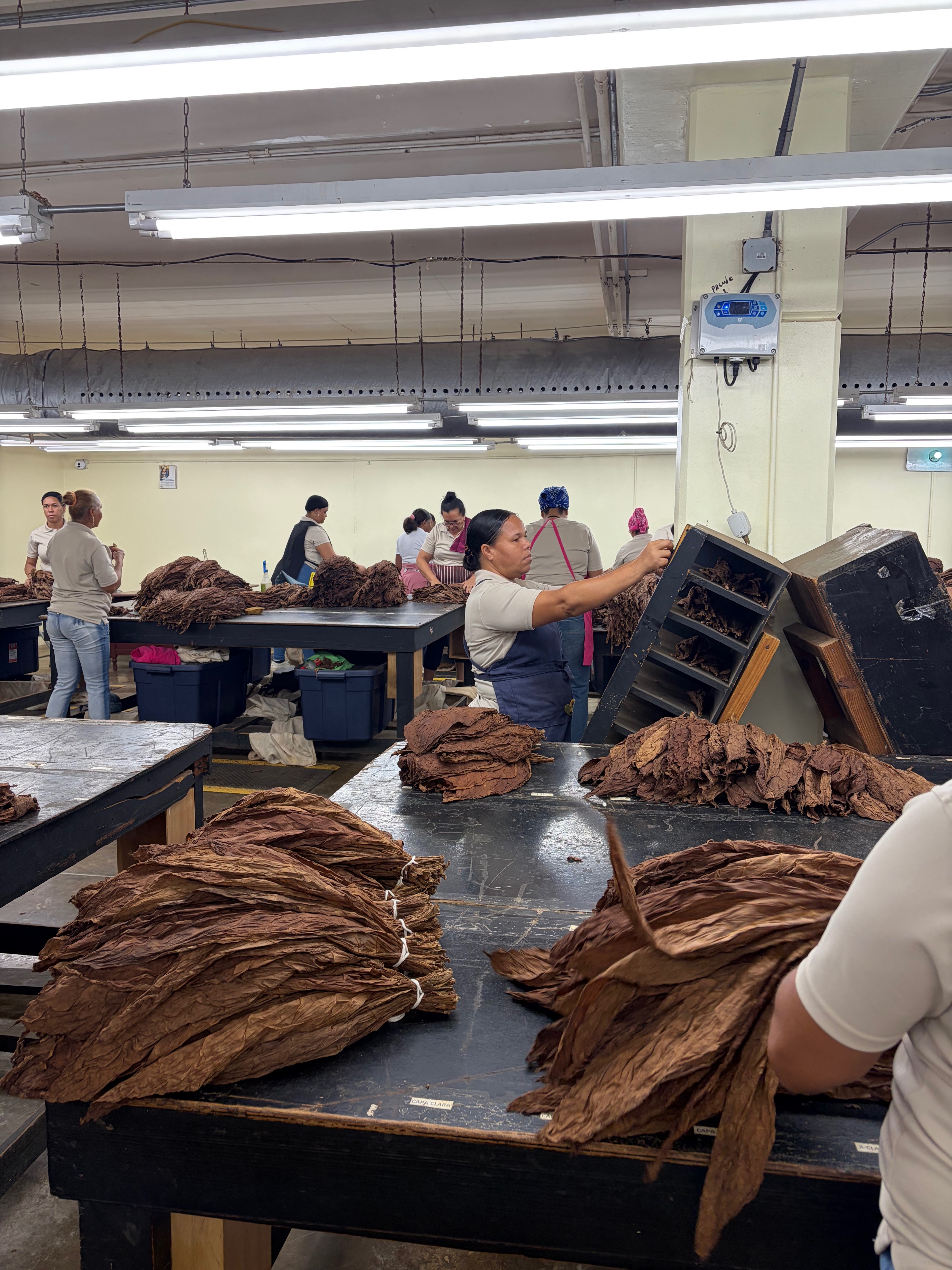 Davidoff Plantation Visit in Villa Clara | ProCigar 2026 - Image 25