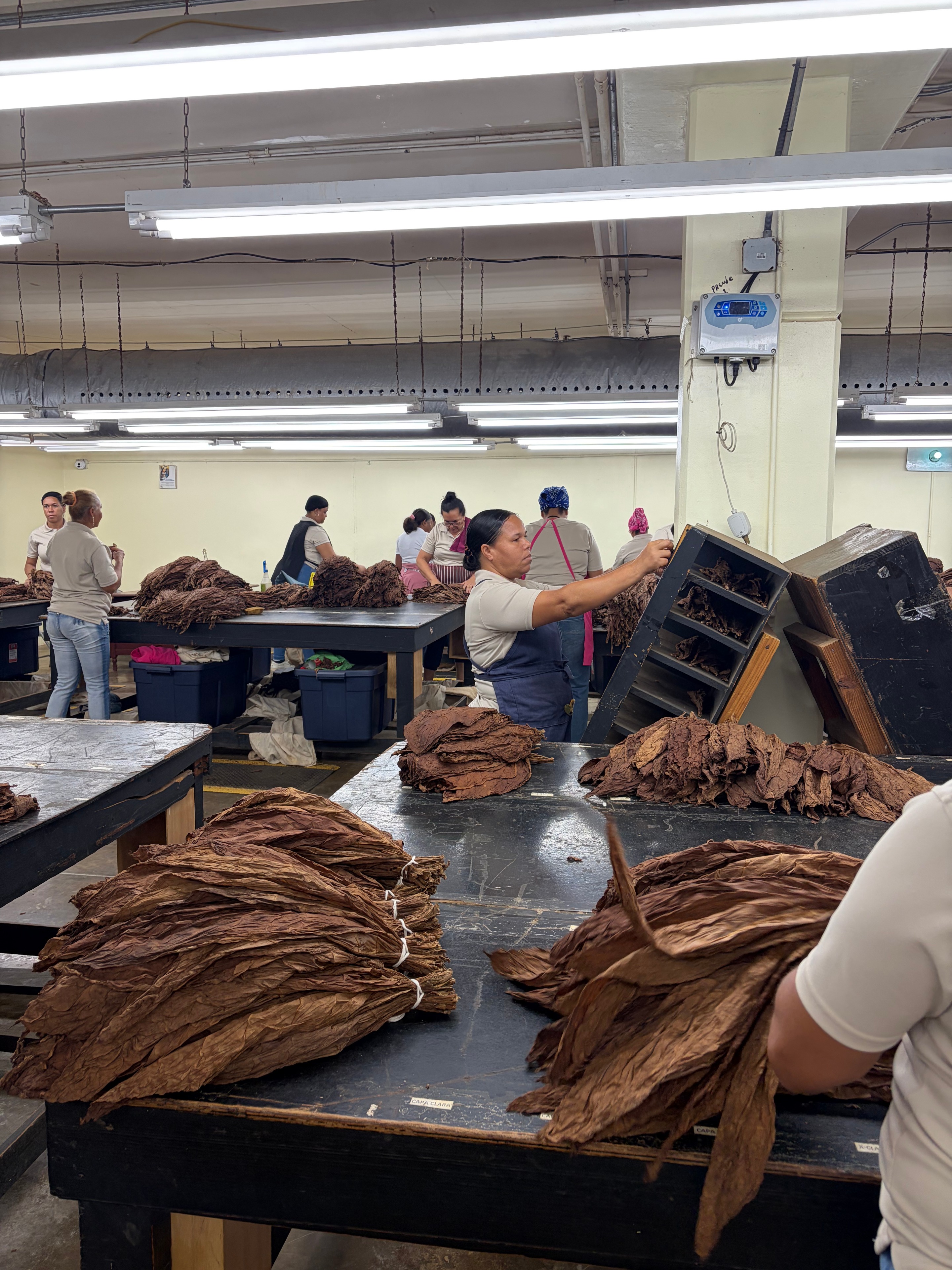 Davidoff Plantation Visit in Villa Clara | ProCigar 2026 - Image 26