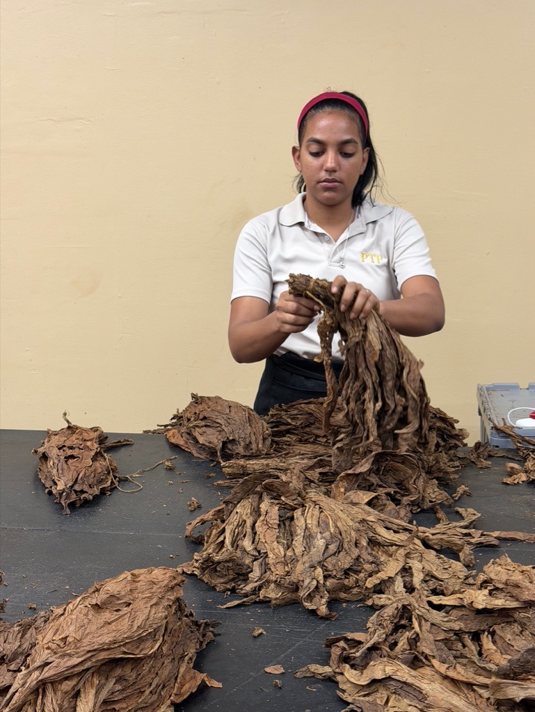 Davidoff Plantation Visit in Villa Clara | ProCigar 2026 - Image 41