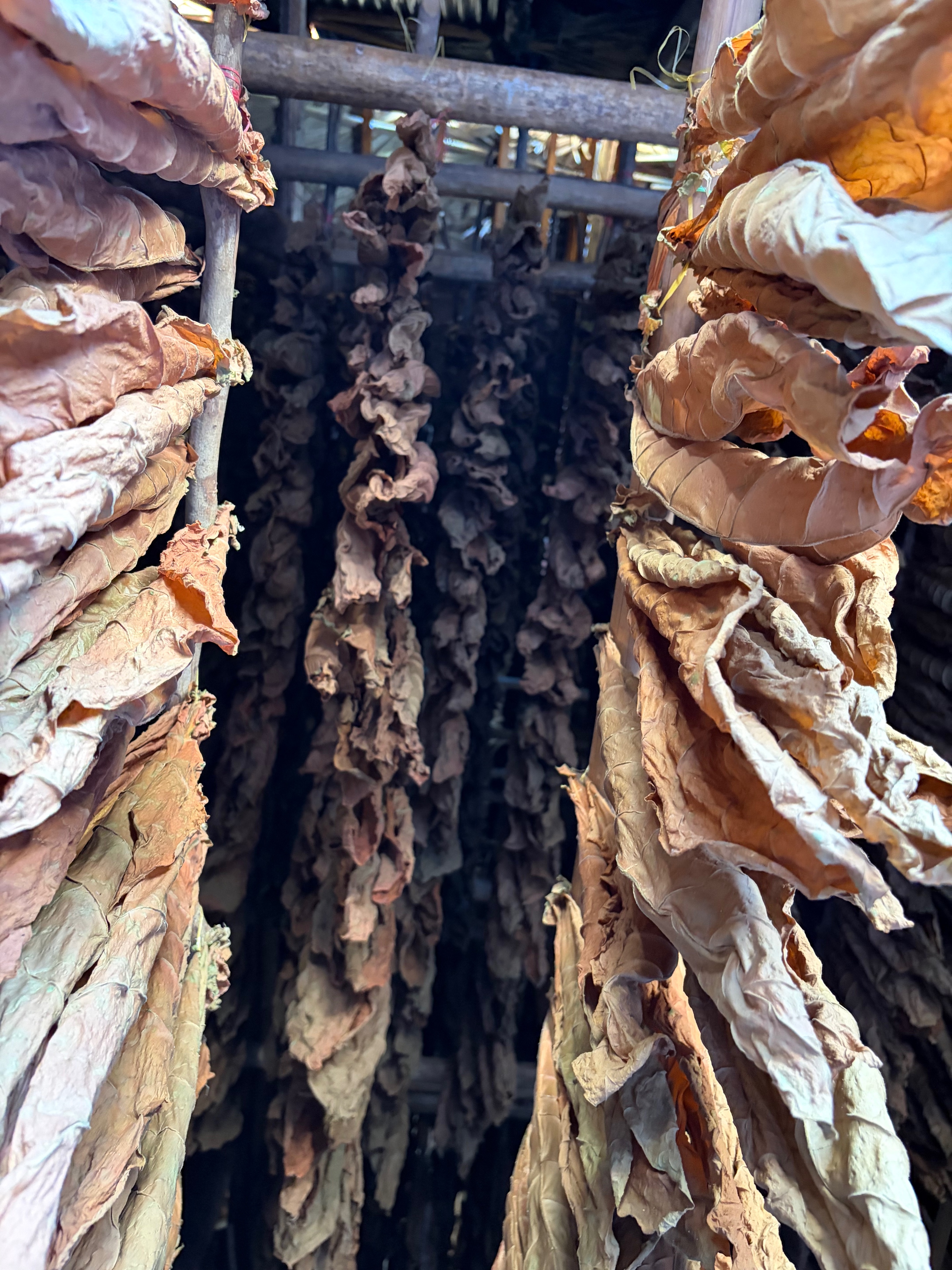 Davidoff Plantation Visit in Villa Clara | ProCigar 2026 - Image 18