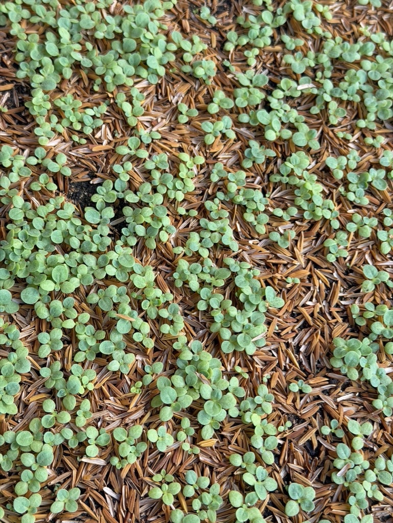 Davidoff Plantation Visit in Villa Clara | ProCigar 2026 - Image 36