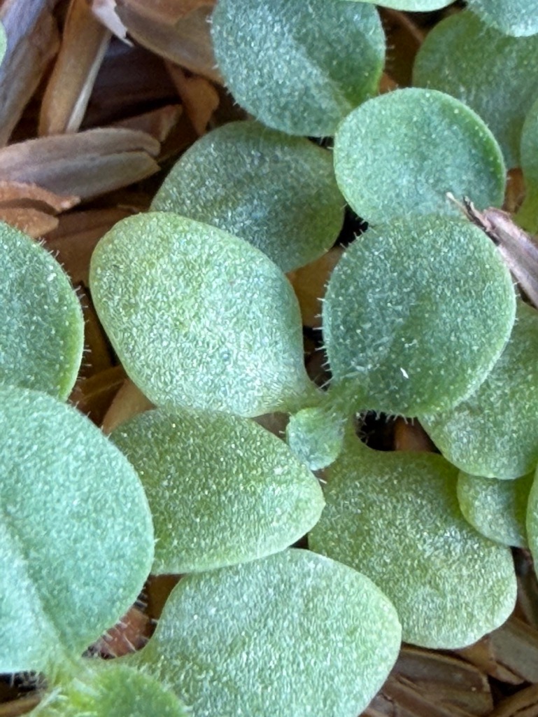 Davidoff Plantation Visit in Villa Clara | ProCigar 2026 - Image 37