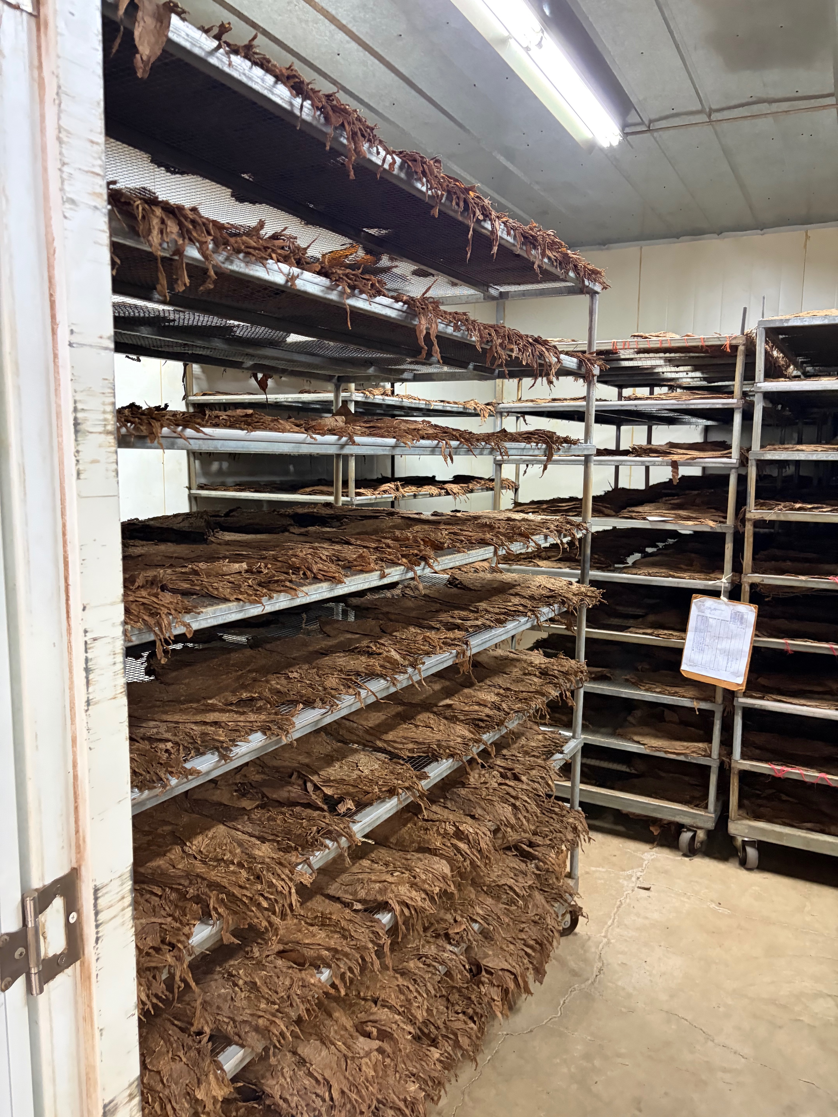 Davidoff Plantation Visit in Villa Clara | ProCigar 2026 - Image 60