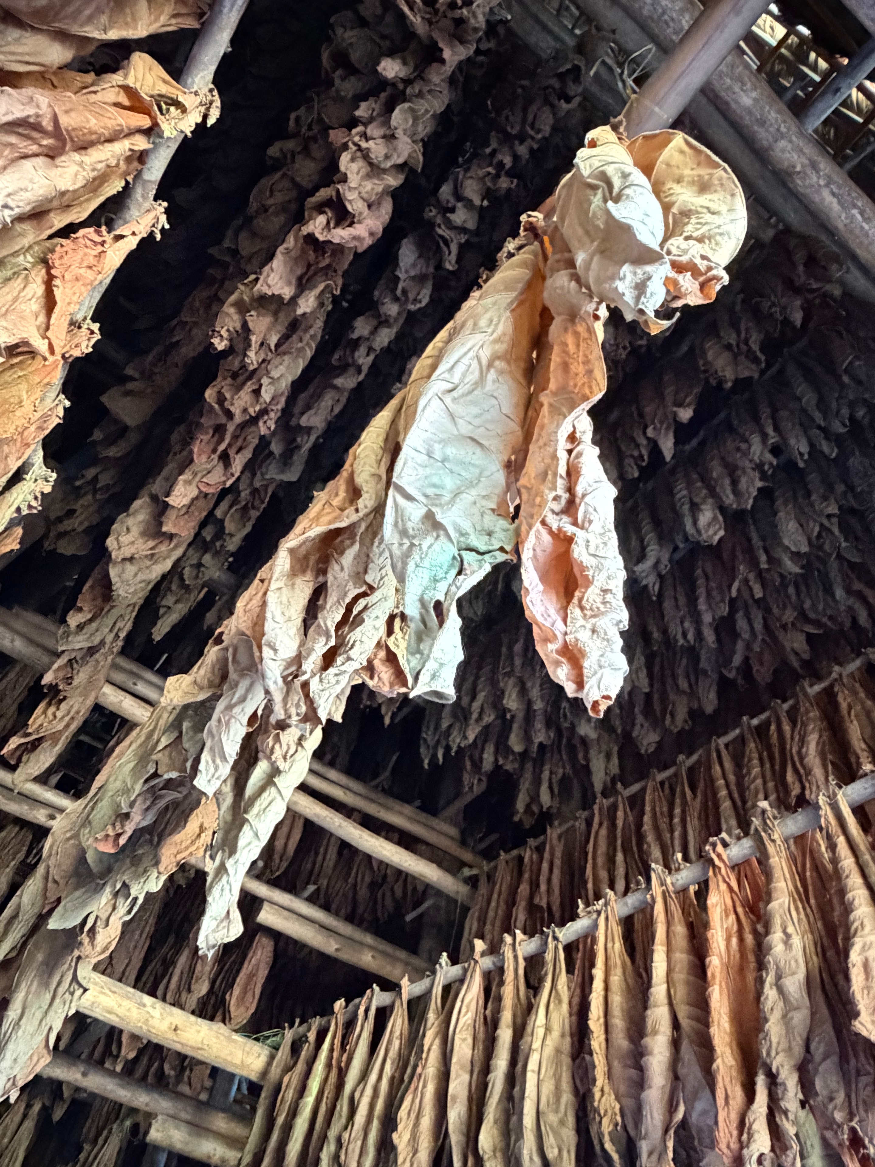 Davidoff Plantation Visit in Villa Clara | ProCigar 2026 - Image 63
