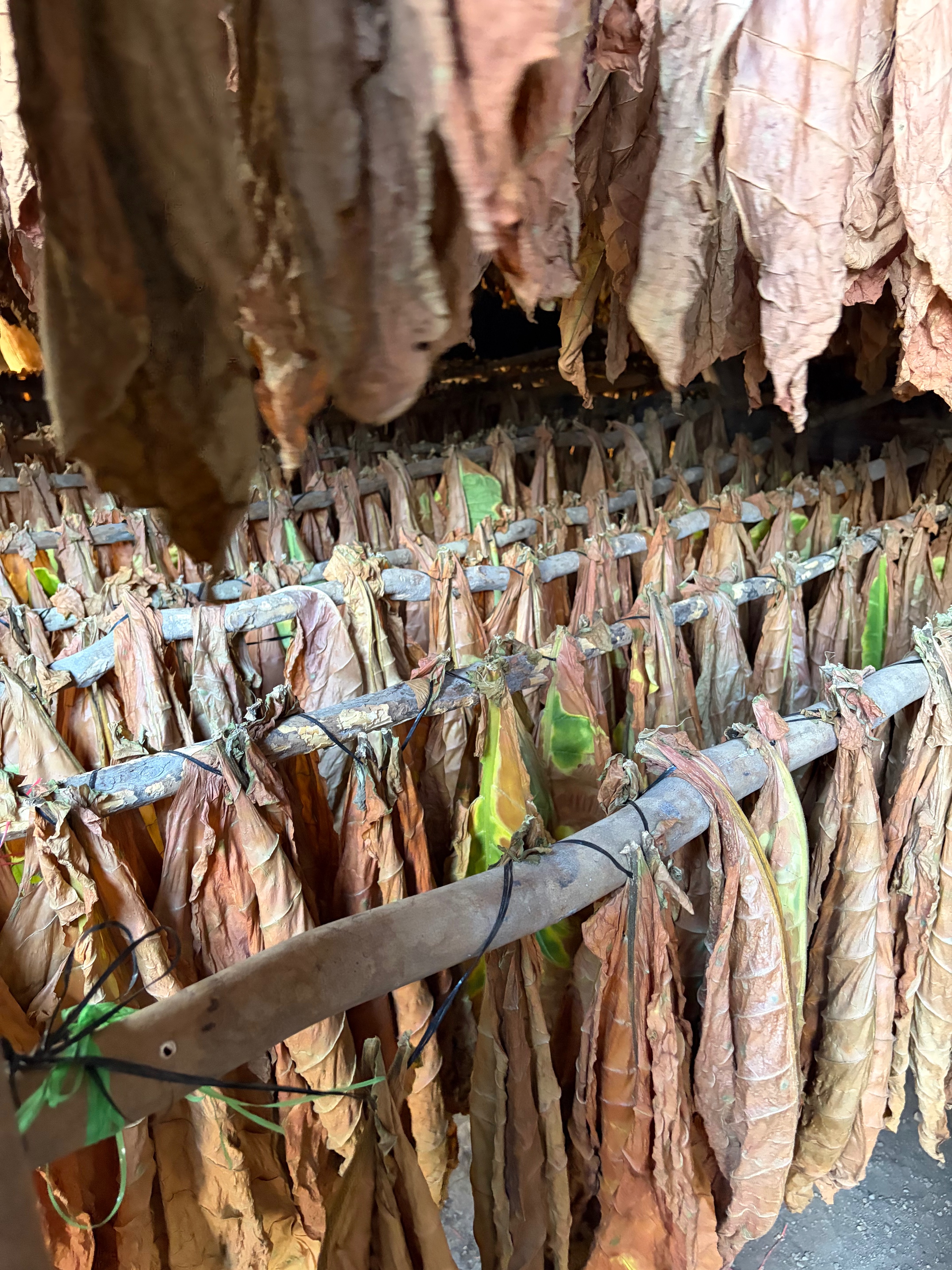 Davidoff Plantation Visit in Villa Clara | ProCigar 2026 - Image 67
