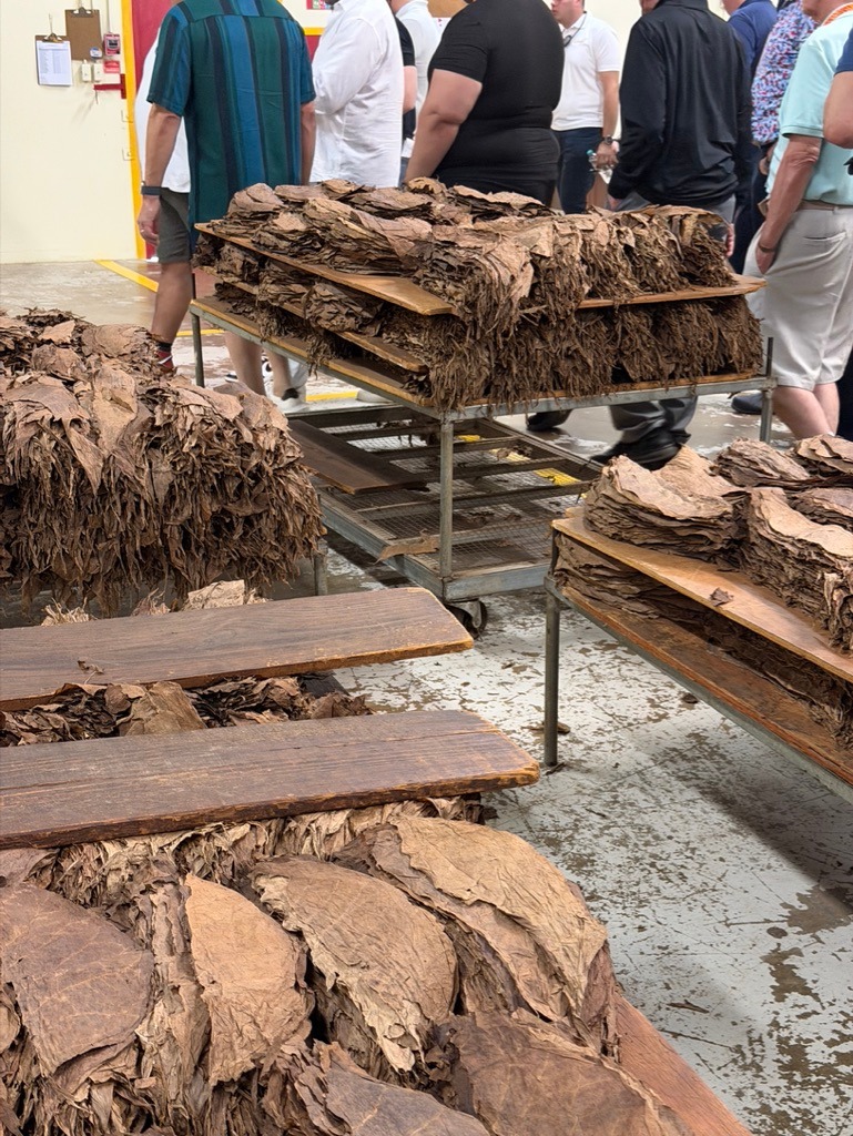 Davidoff Plantation Visit in Villa Clara | ProCigar 2026 - Image 68