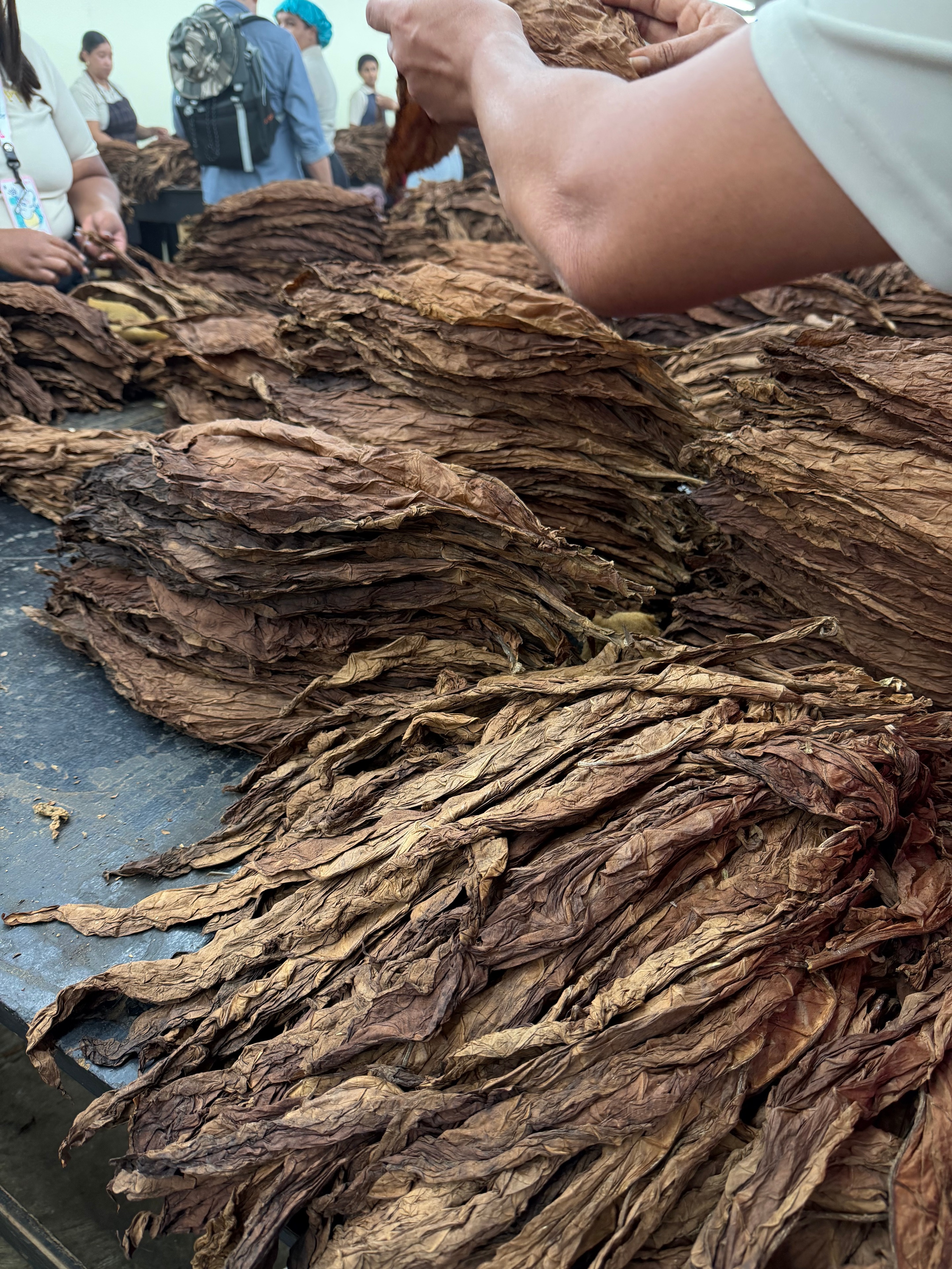 Davidoff Plantation Visit in Villa Clara | ProCigar 2026 - Image 70