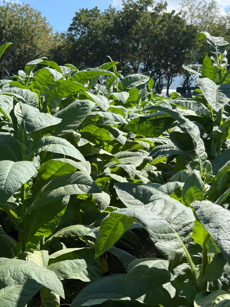 Davidoff Plantation Visit in Villa Clara | ProCigar 2026 - Image 69