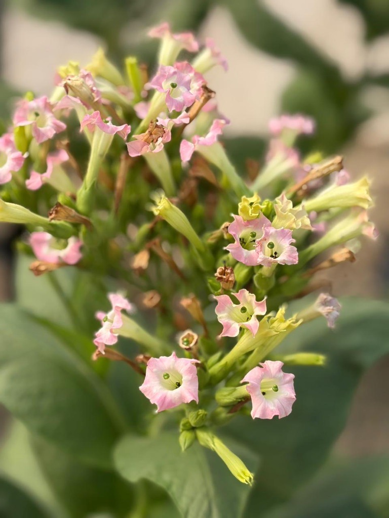 Davidoff Plantation Visit in Villa Clara | ProCigar 2026 - Image 75