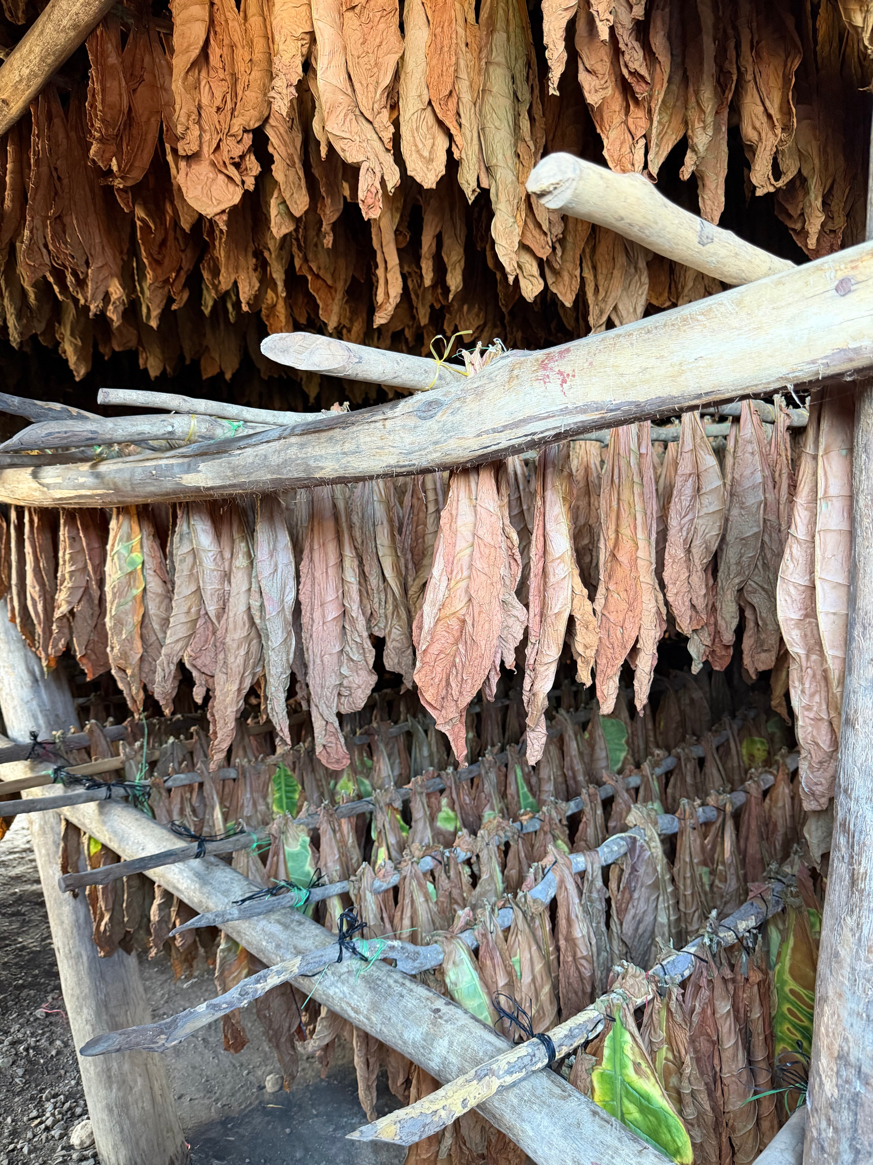 Davidoff Plantation Visit in Villa Clara | ProCigar 2026 - Image 82