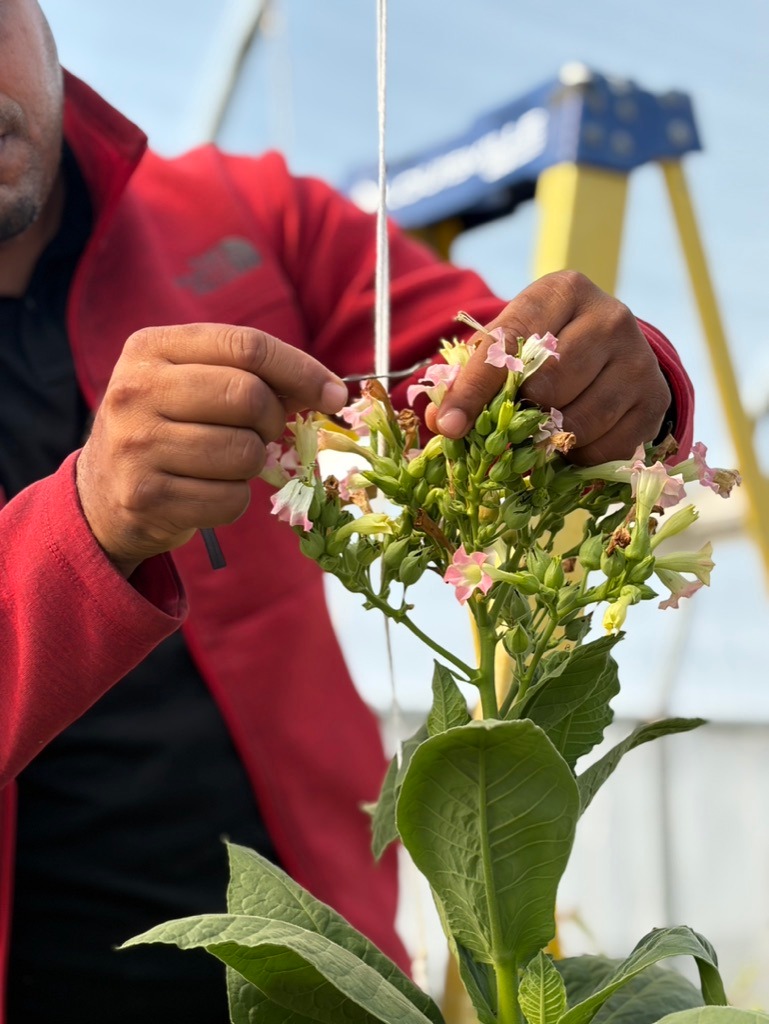 Davidoff Plantation Visit in Villa Clara | ProCigar 2026 - Image 83
