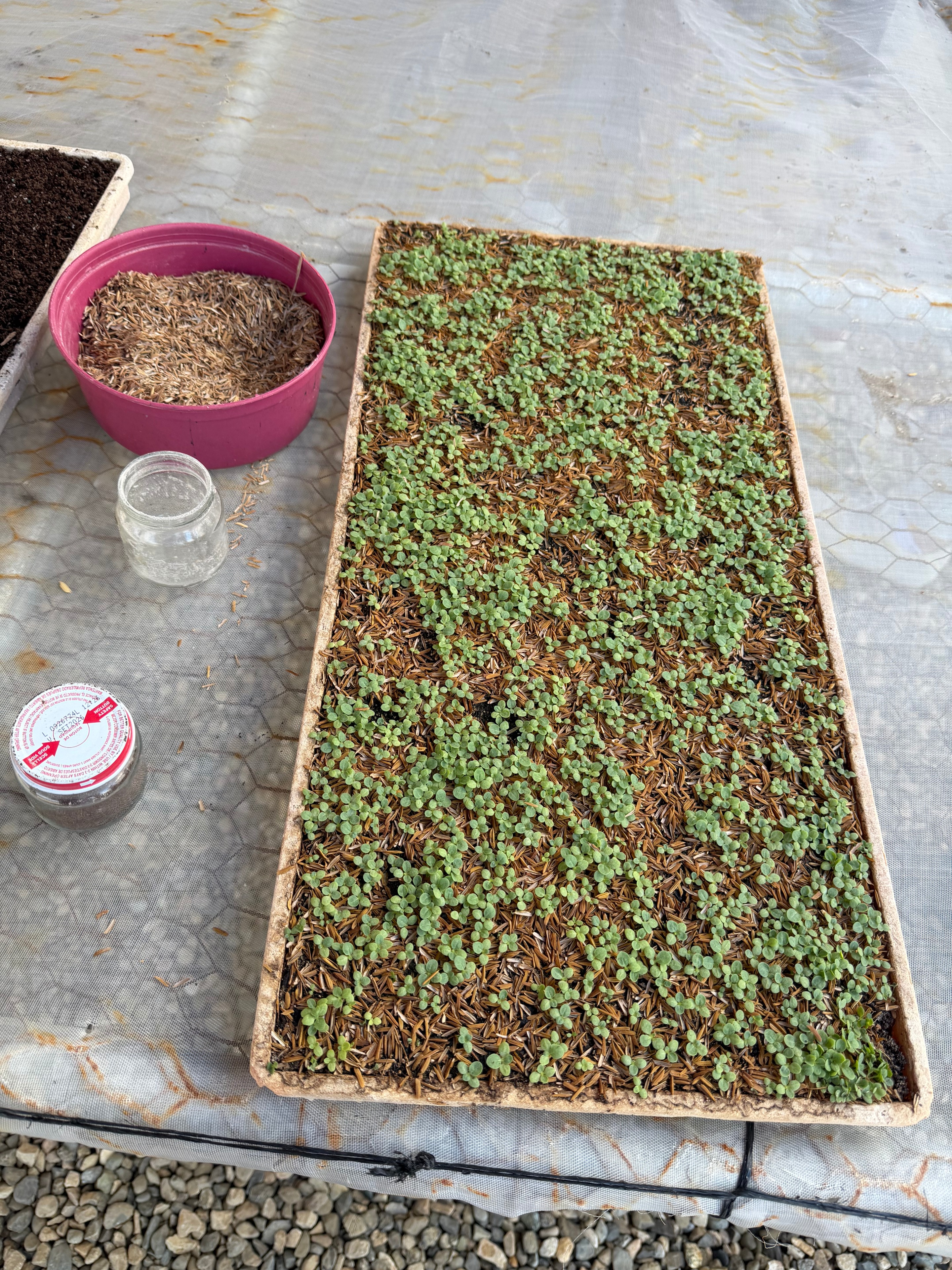 Davidoff Plantation Visit in Villa Clara | ProCigar 2026 - Image 84